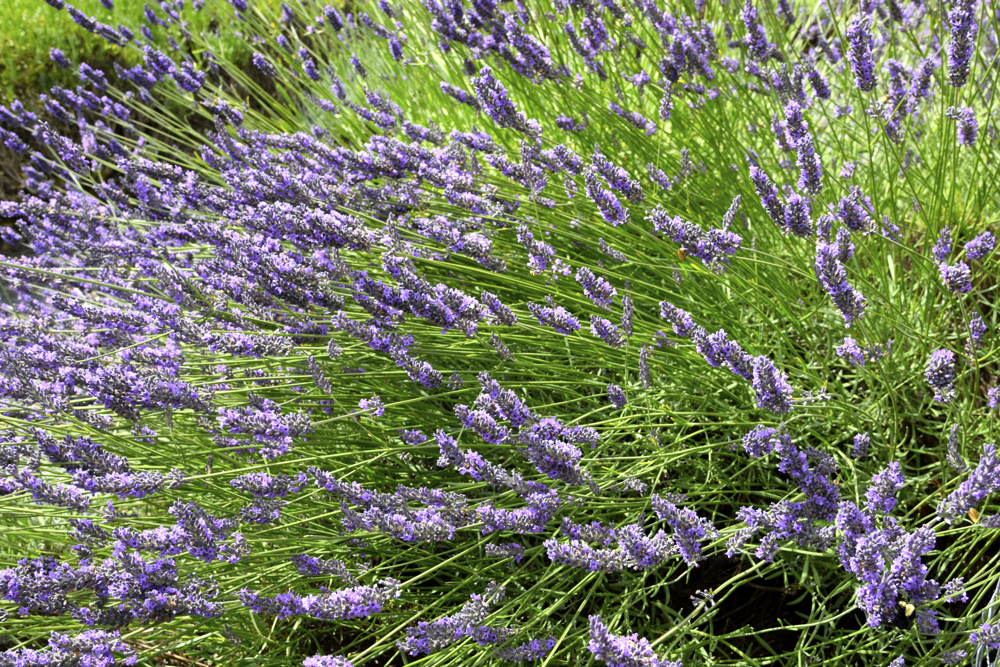 Nikon AF-S Nikkor 24-120mm F4G ED VR sample photo. Lavender photography