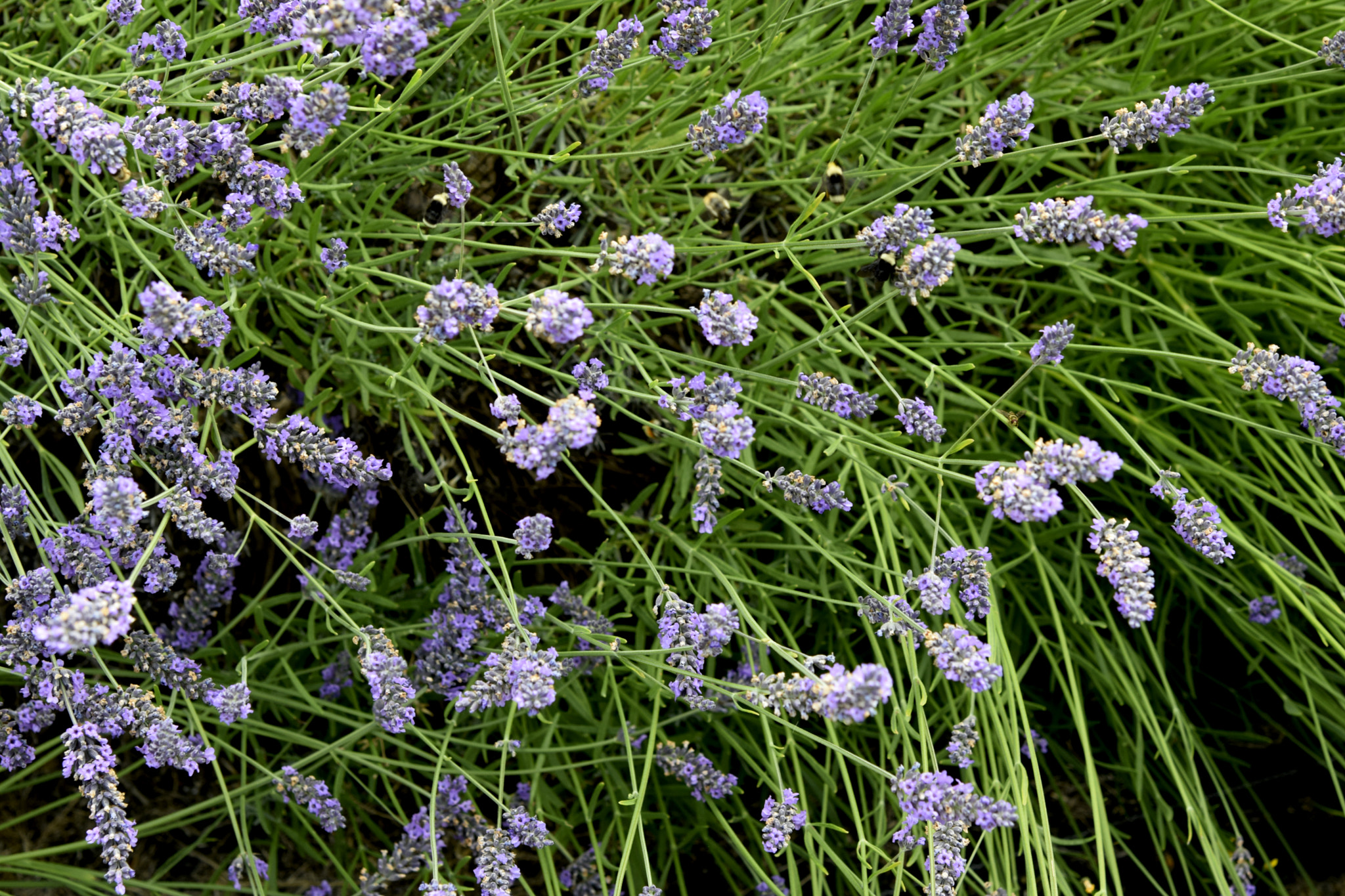 Nikon AF-S Nikkor 24-120mm F4G ED VR sample photo. Lavenderandbees photography