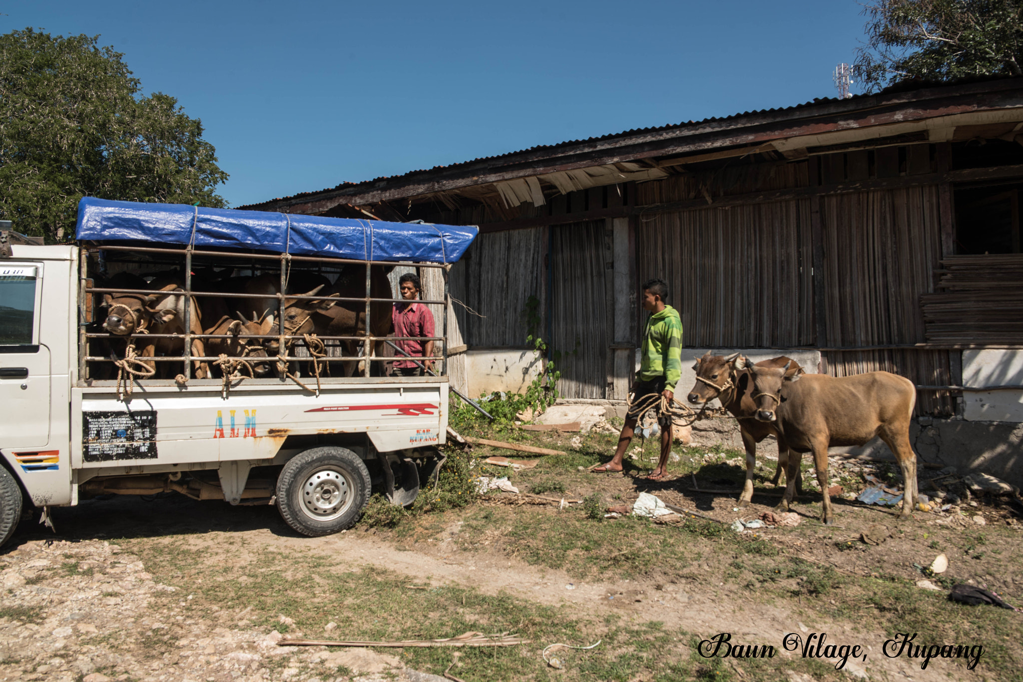 Samyang 12mm F2.8 ED AS NCS Fisheye sample photo. Here are the cow traders photography