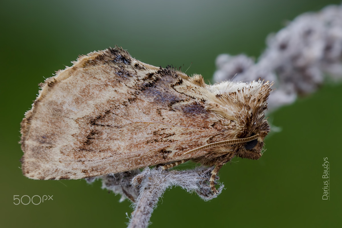 Sigma 150mm F2.8 EX DG OS Macro HSM sample photo. Moth photography