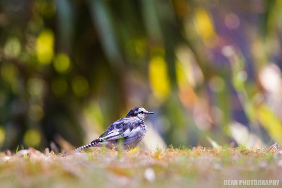 Canon EOS-1D Mark IV sample photo. Colorful photography