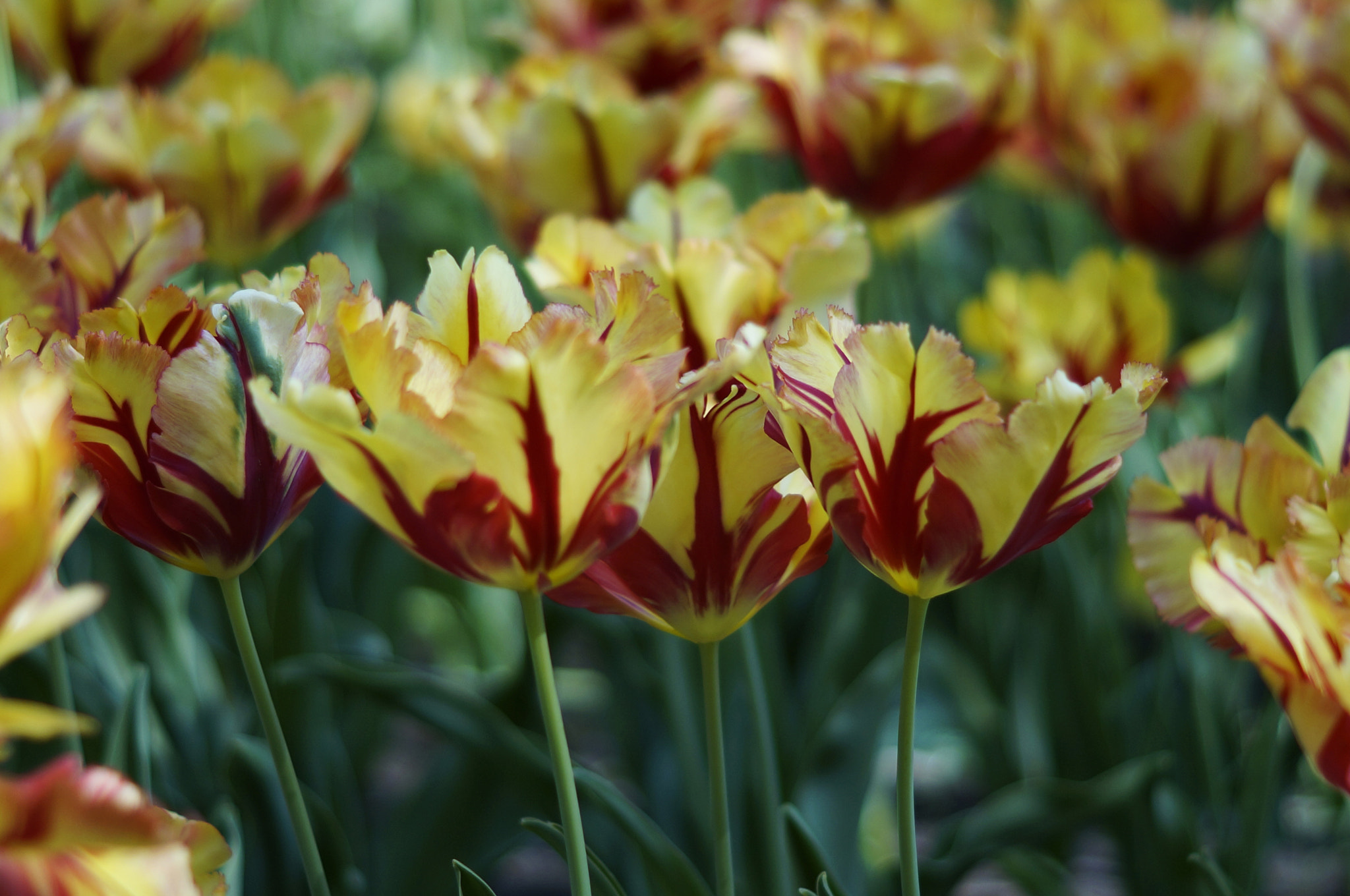 Sony SLT-A57 + Sony DT 50mm F1.8 SAM sample photo. ~tulips in a shadows~ photography