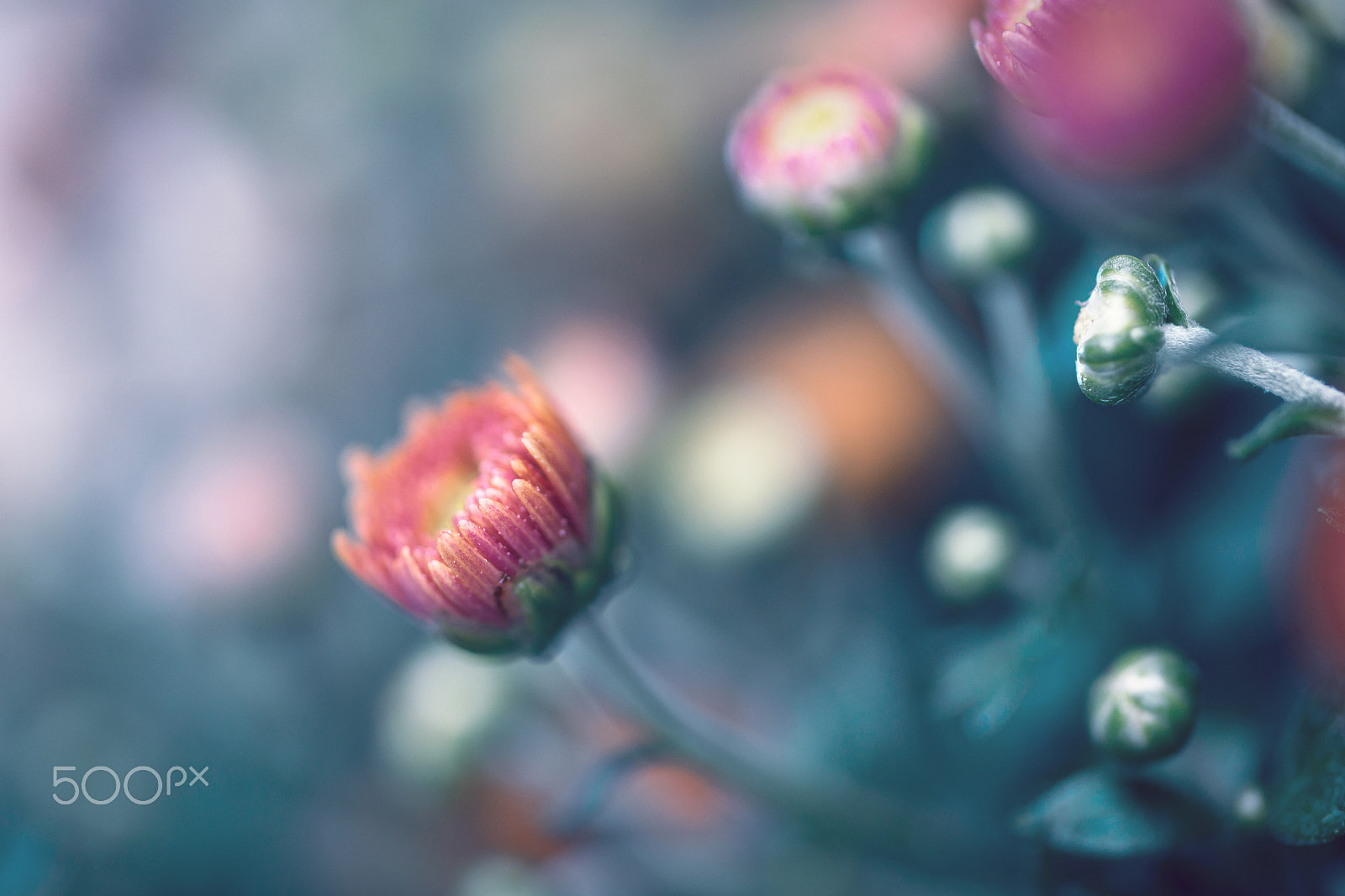 Samsung NX30 + Samsung NX 60mm F2.8 Macro ED OIS SSA sample photo. Start-up photography