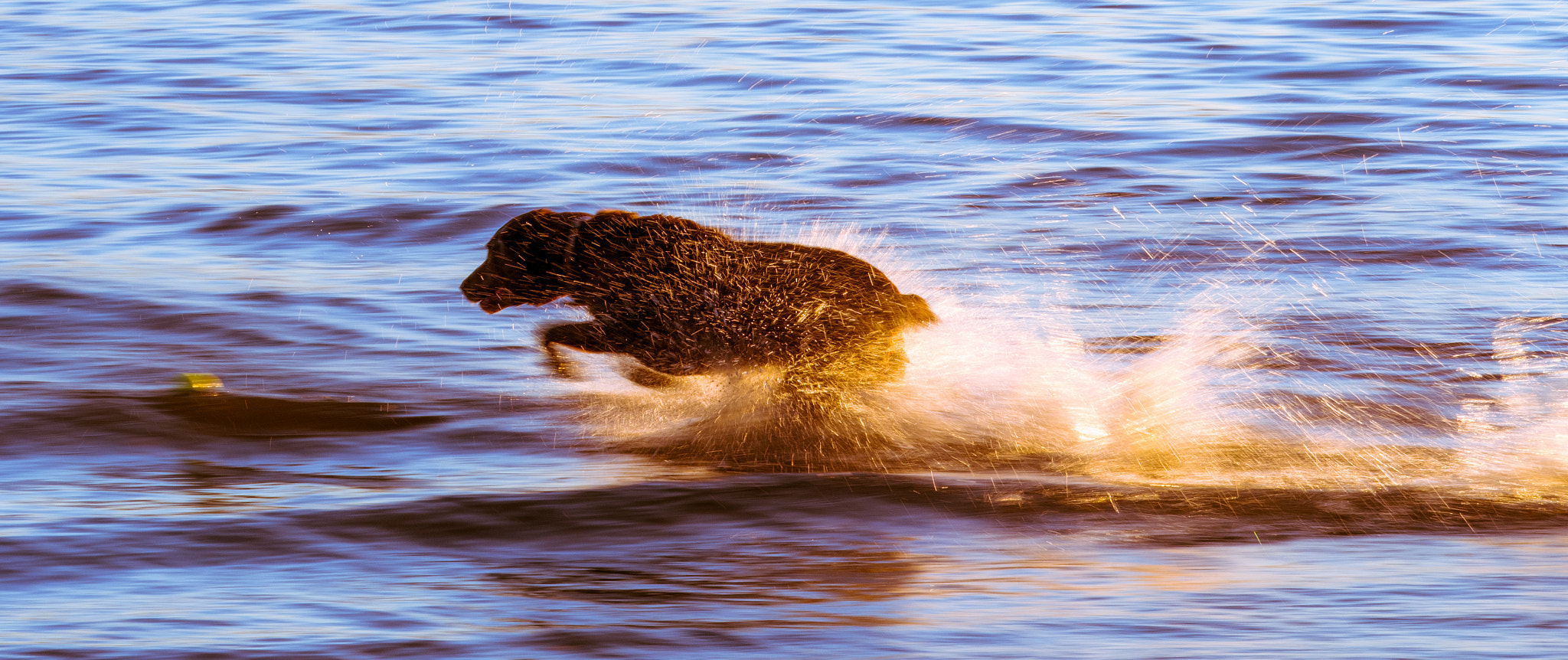 Olympus OM-D E-M5 II + Panasonic Lumix G X Vario 35-100mm F2.8 OIS sample photo. Dog playing in the water photography