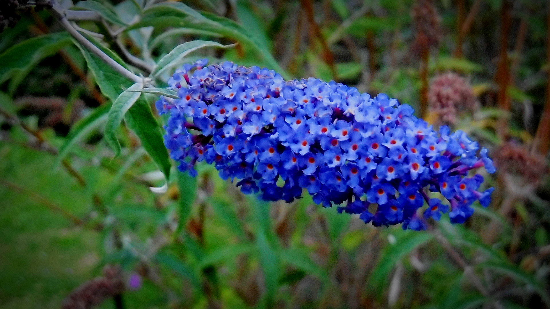 Panasonic DMC-SZ10 sample photo. Purple flowery buissness photography