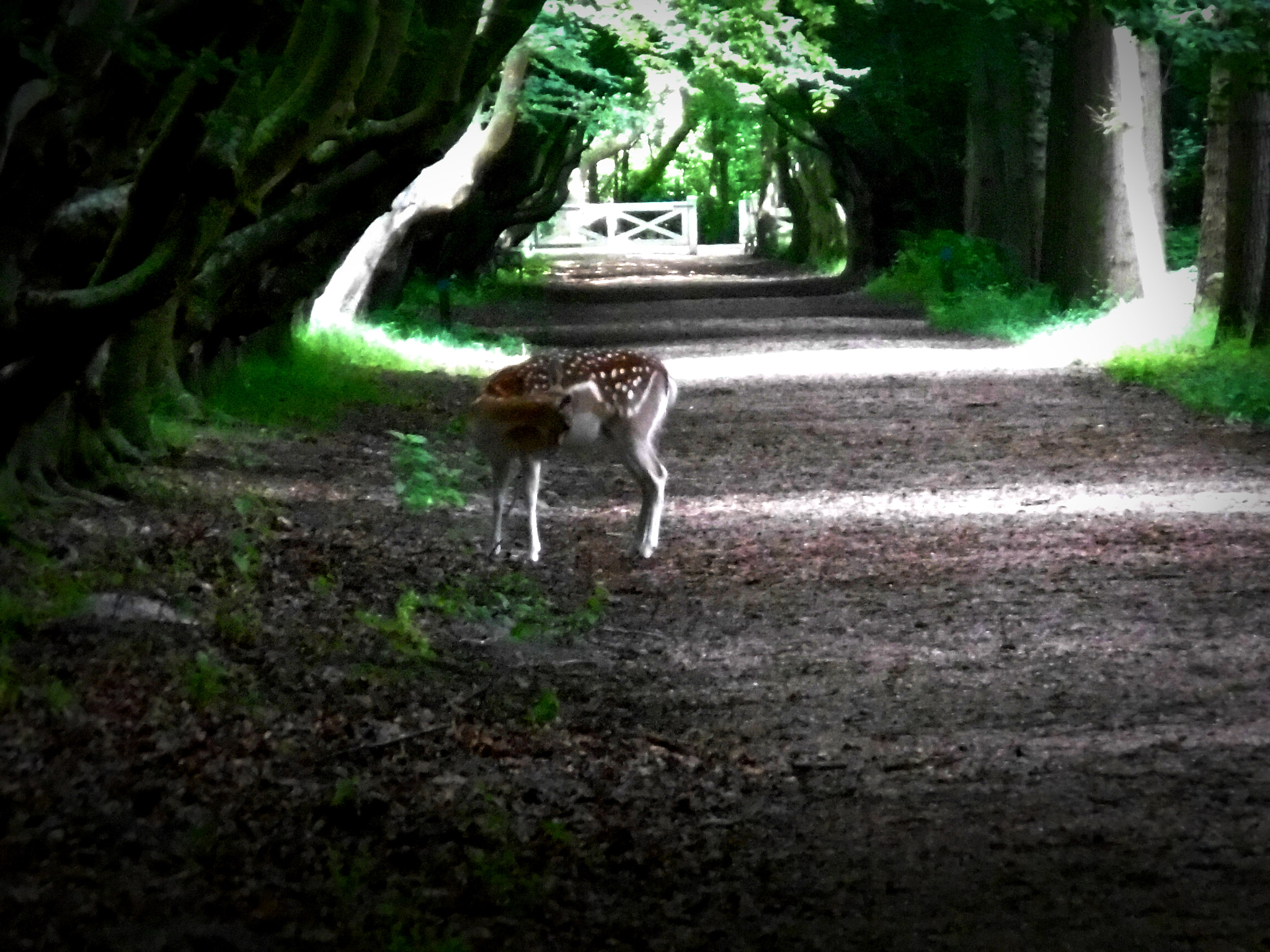 Panasonic DMC-SZ10 sample photo. Oh deer photography