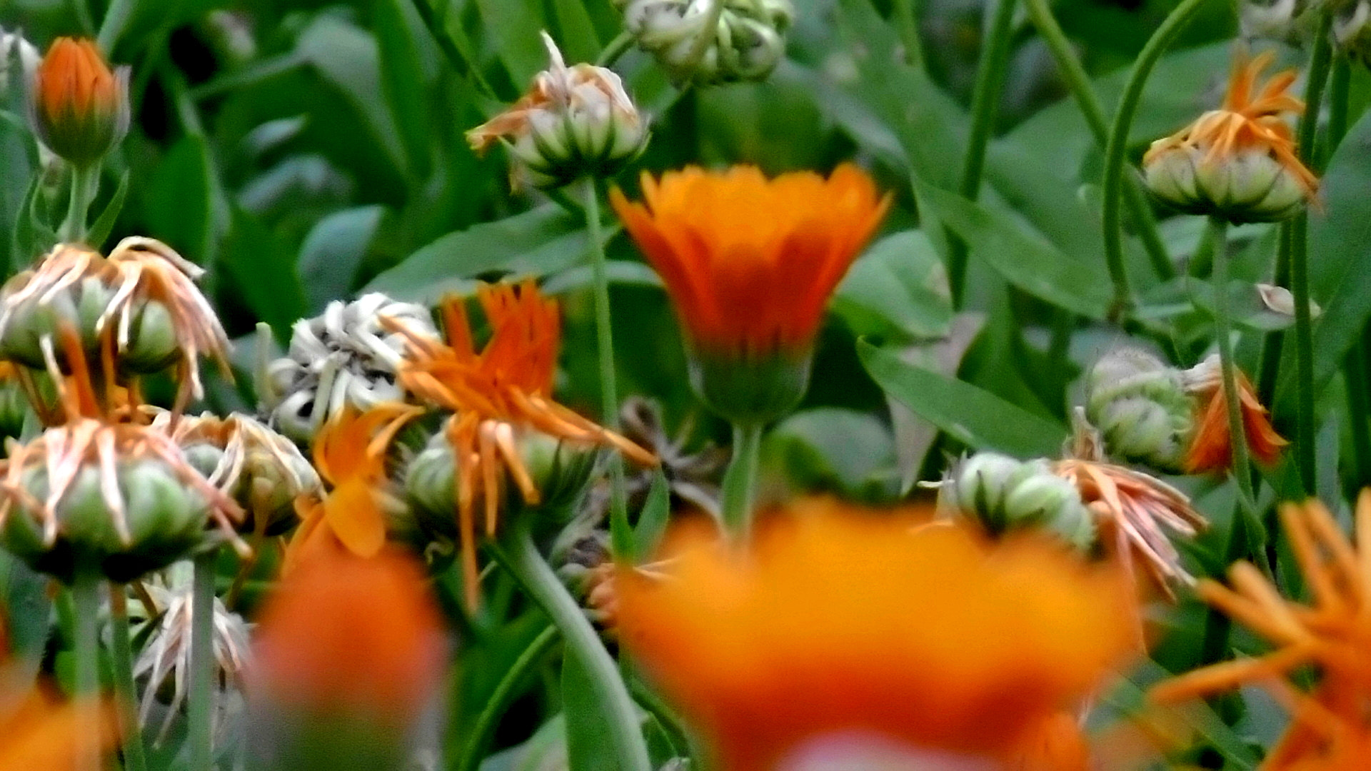 Panasonic DMC-SZ10 sample photo. Orange flowery buissness photography