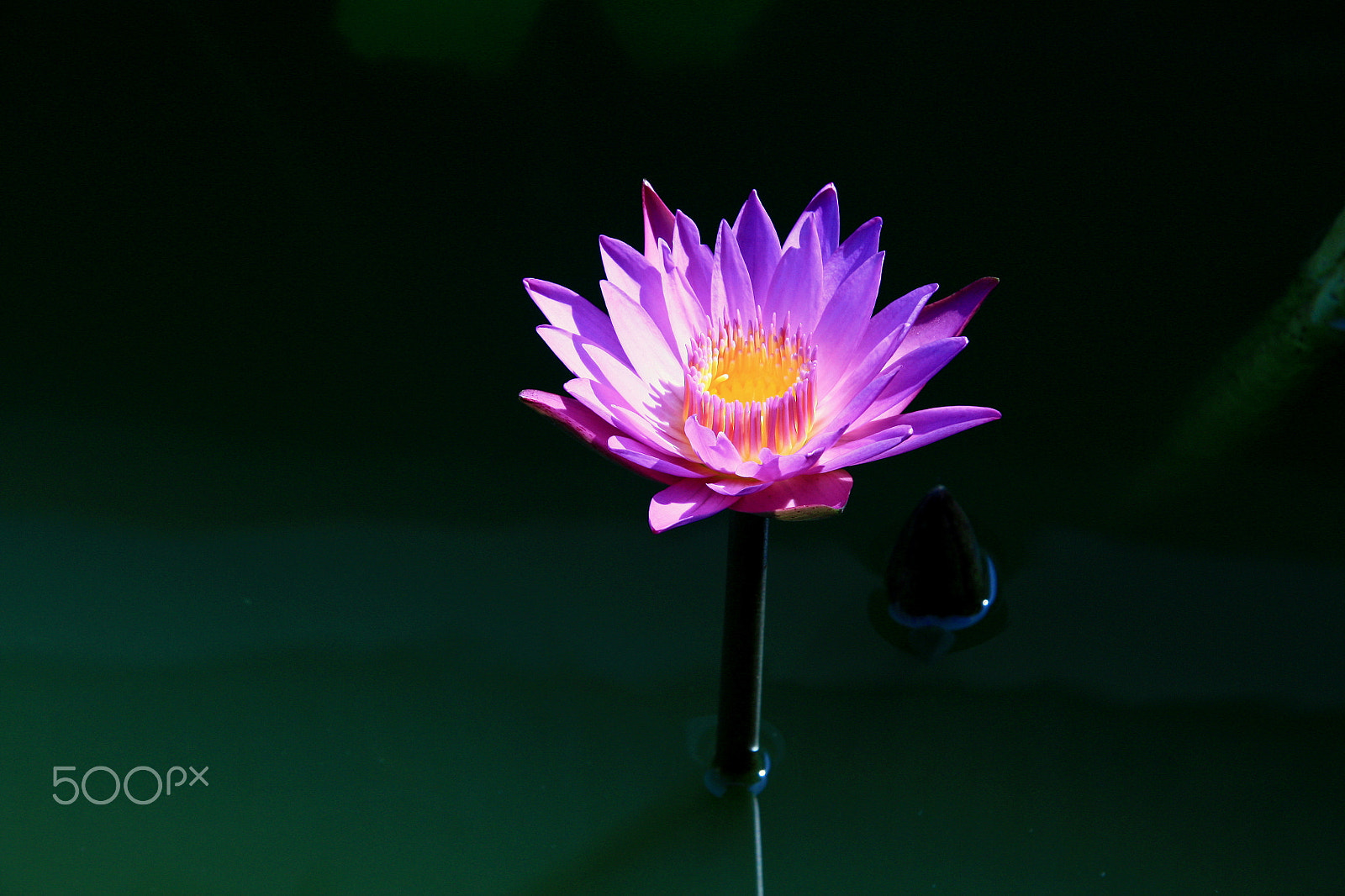Canon EF-S 17-85mm F4-5.6 IS USM sample photo. Lotus photography