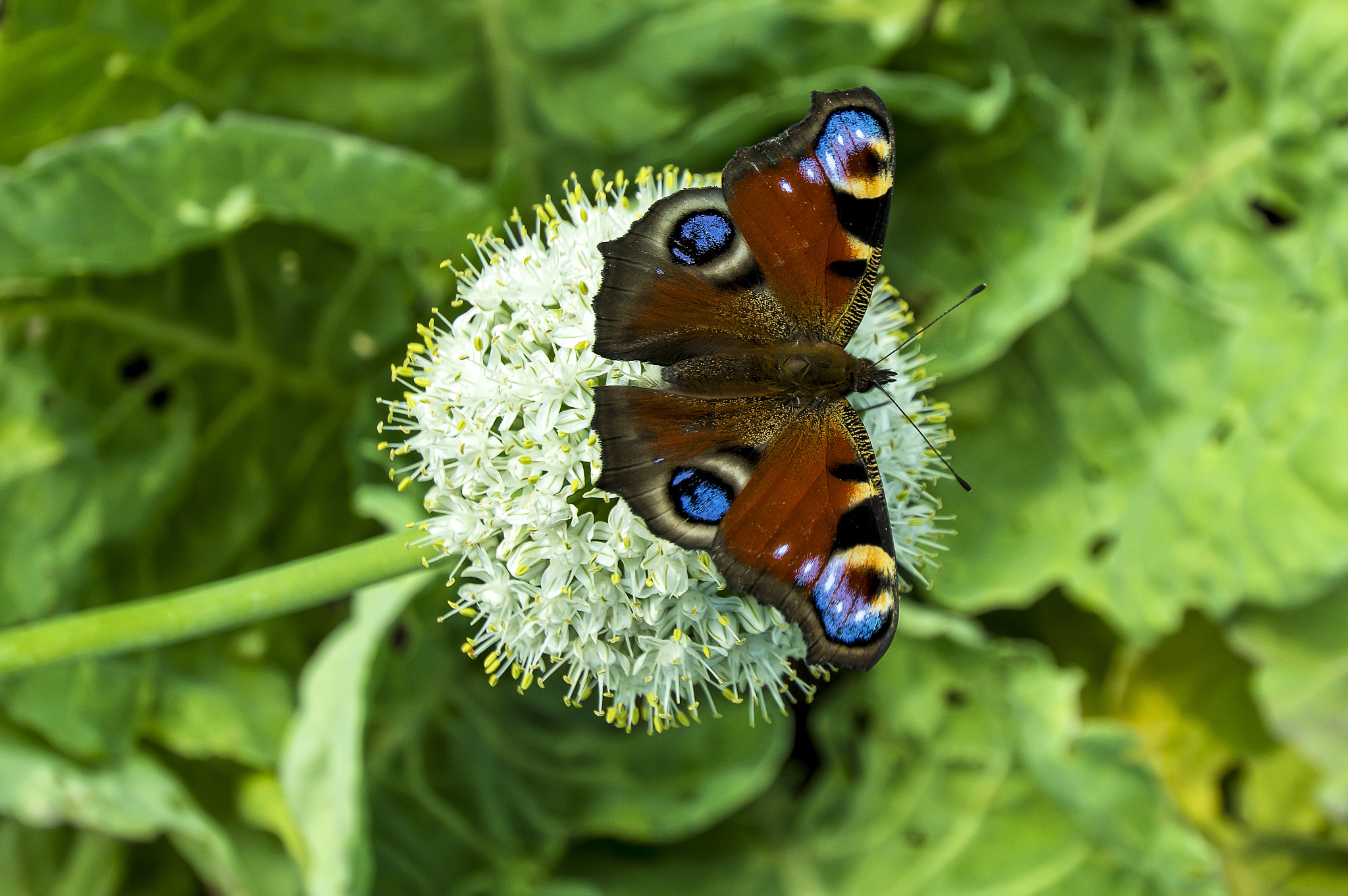 Pentax K-3 II sample photo. Butterfly photography