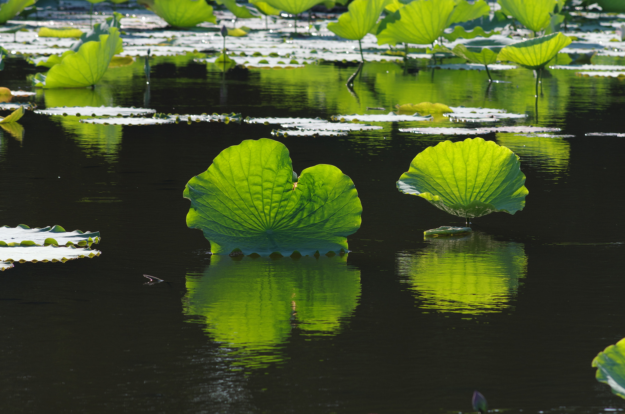 Pentax K-5 IIs sample photo. Lotus leaves photography