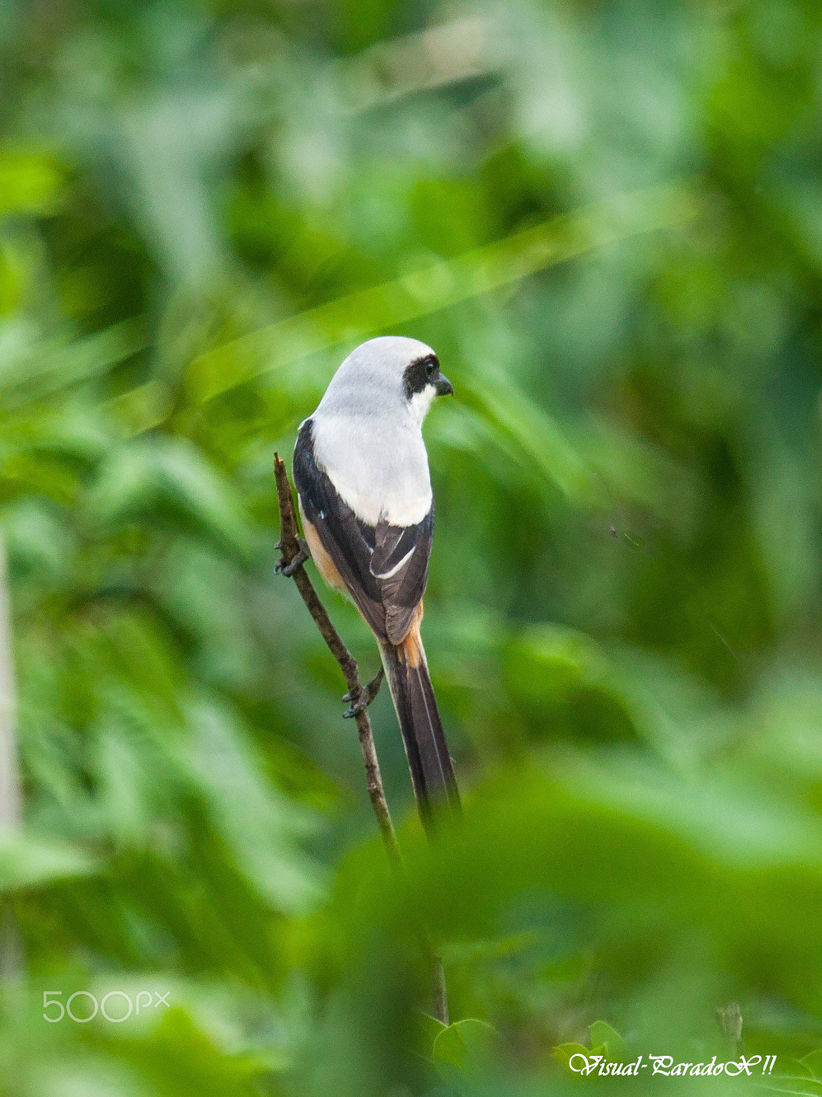 Canon EF 100-400mm F4.5-5.6L IS USM sample photo. Grey backed shrike photography