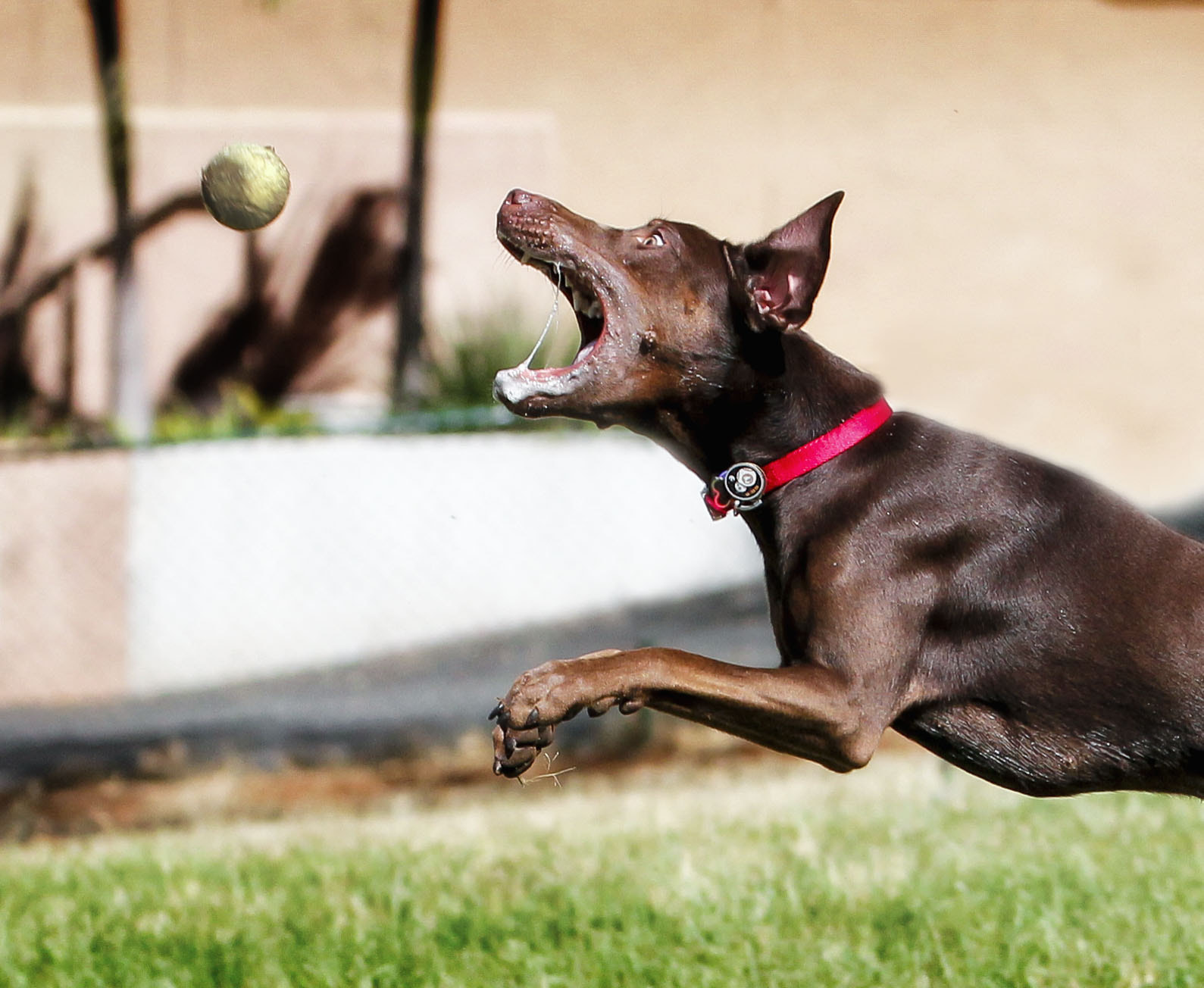 Canon EF 70-300mm F4-5.6L IS USM sample photo. The moment photography