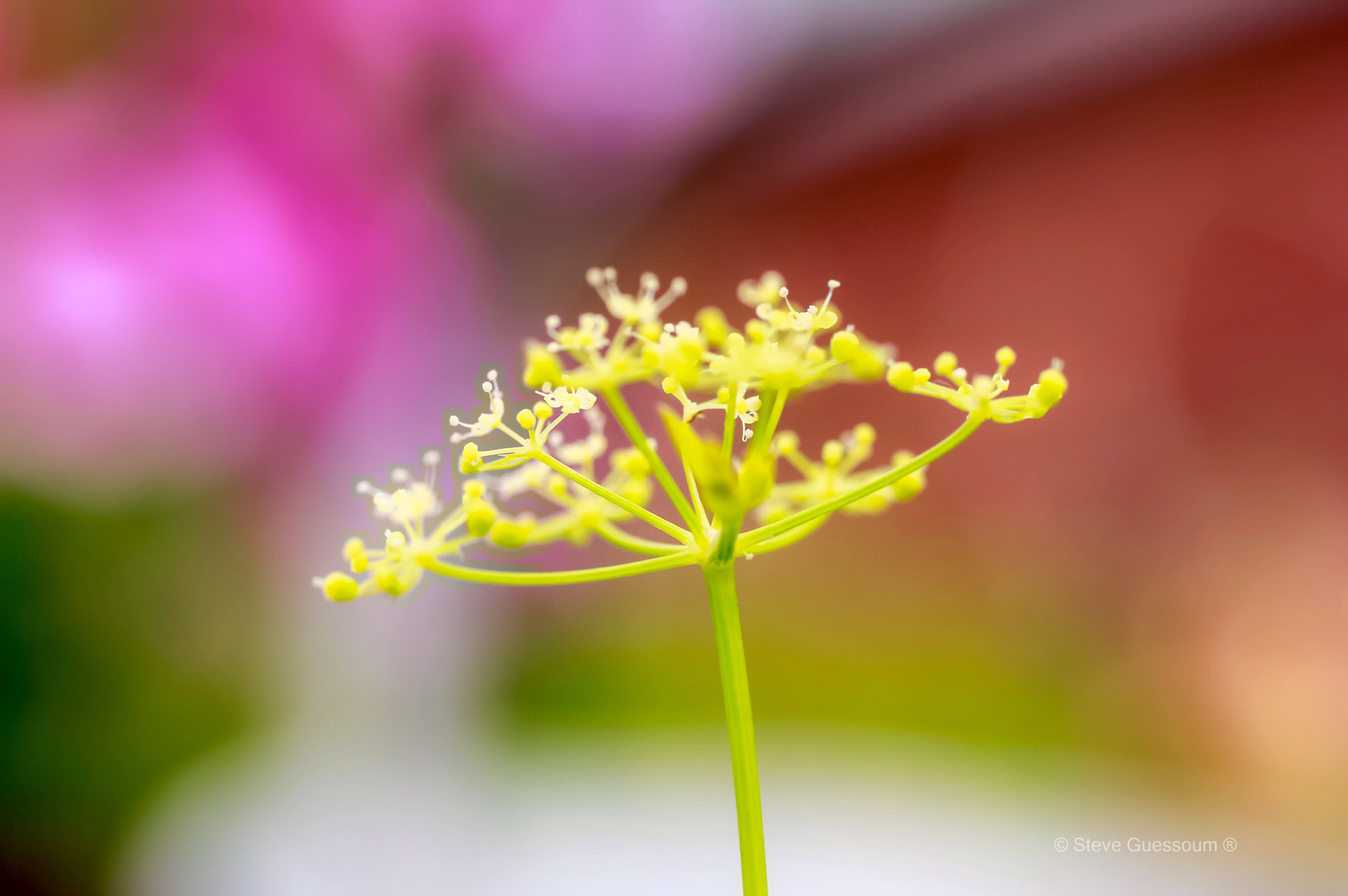 Sigma 50mm f/1.4 EX DG HSM + 1.4x sample photo