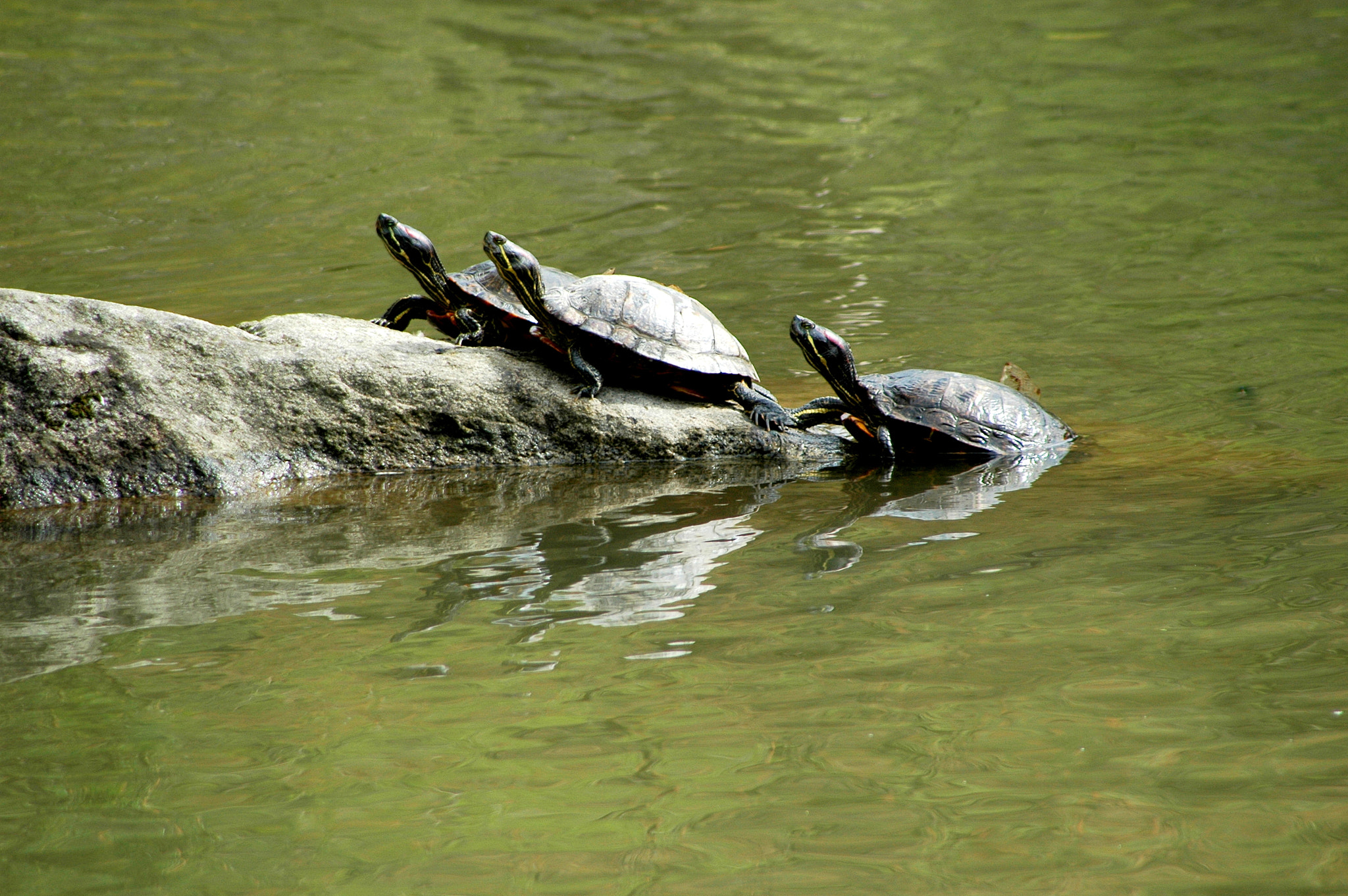 Nikon D70 sample photo. Three turtles. photography
