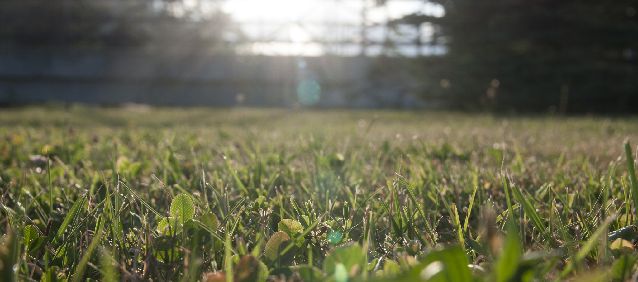 Sigma 17-70mm F2.8-4 DC Macro OS HSM sample photo. Bed of grass photography