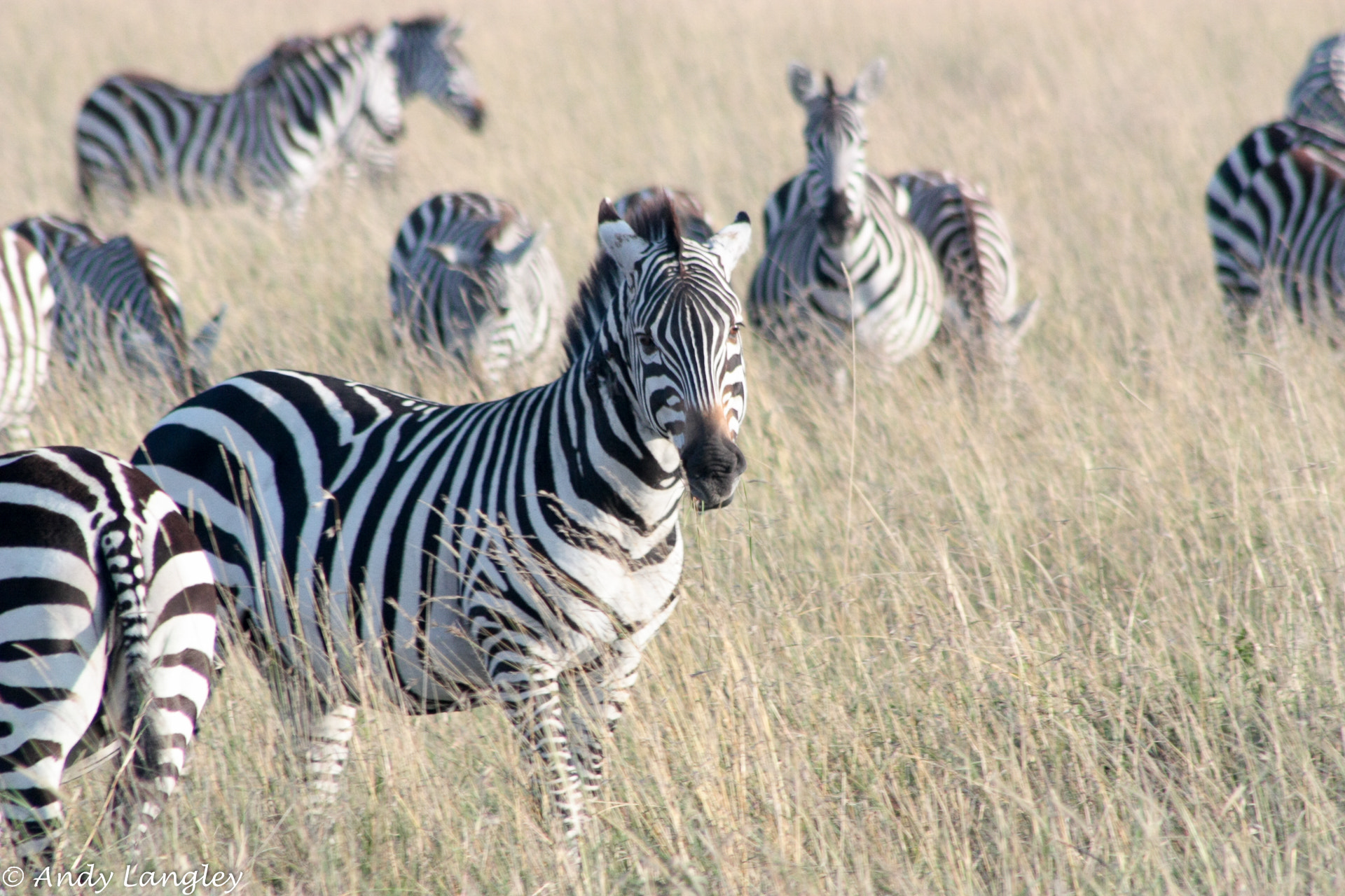 Canon EF 75-300mm f/4-5.6 USM sample photo. Maasai mara during the wildebeest migration photography