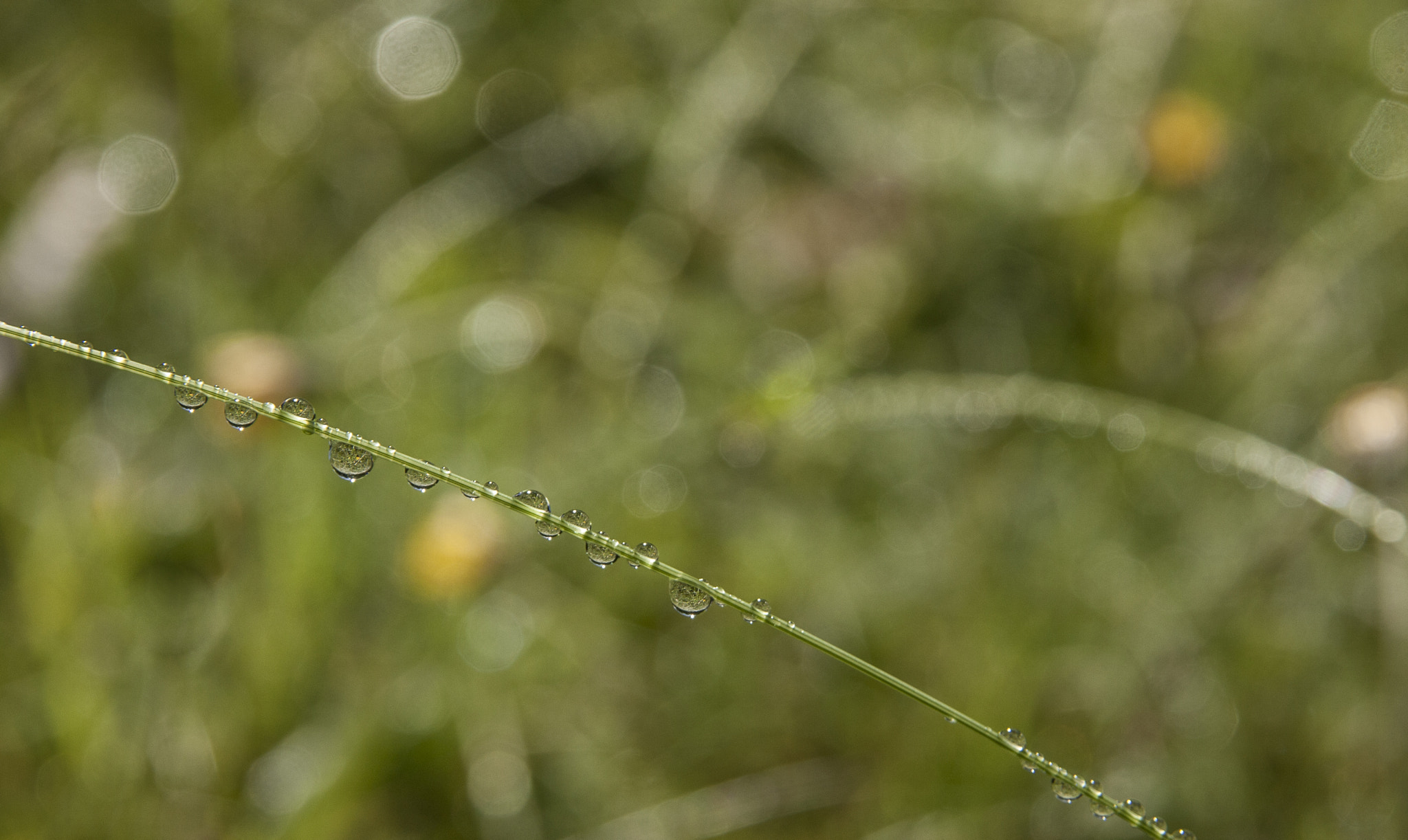 Sigma 17-70mm F2.8-4 DC Macro OS HSM sample photo. Morning shower photography