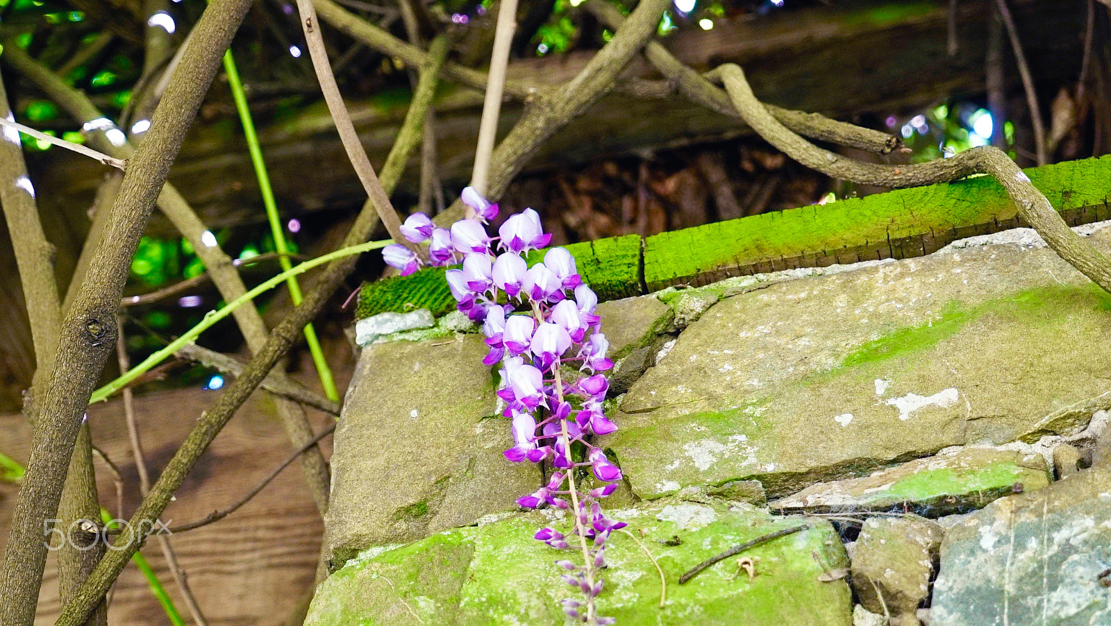 Sony a7S II + Sony Vario Tessar T* FE 24-70mm F4 ZA OSS sample photo. Miss wisteria i presume photography