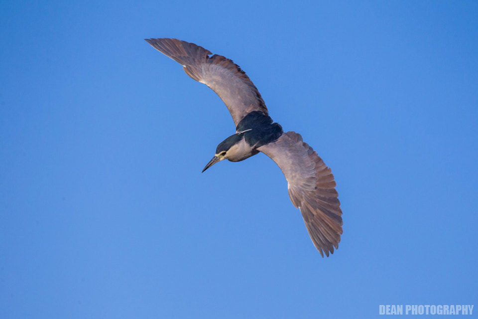 Canon EOS-1D Mark IV sample photo. Night heron photography