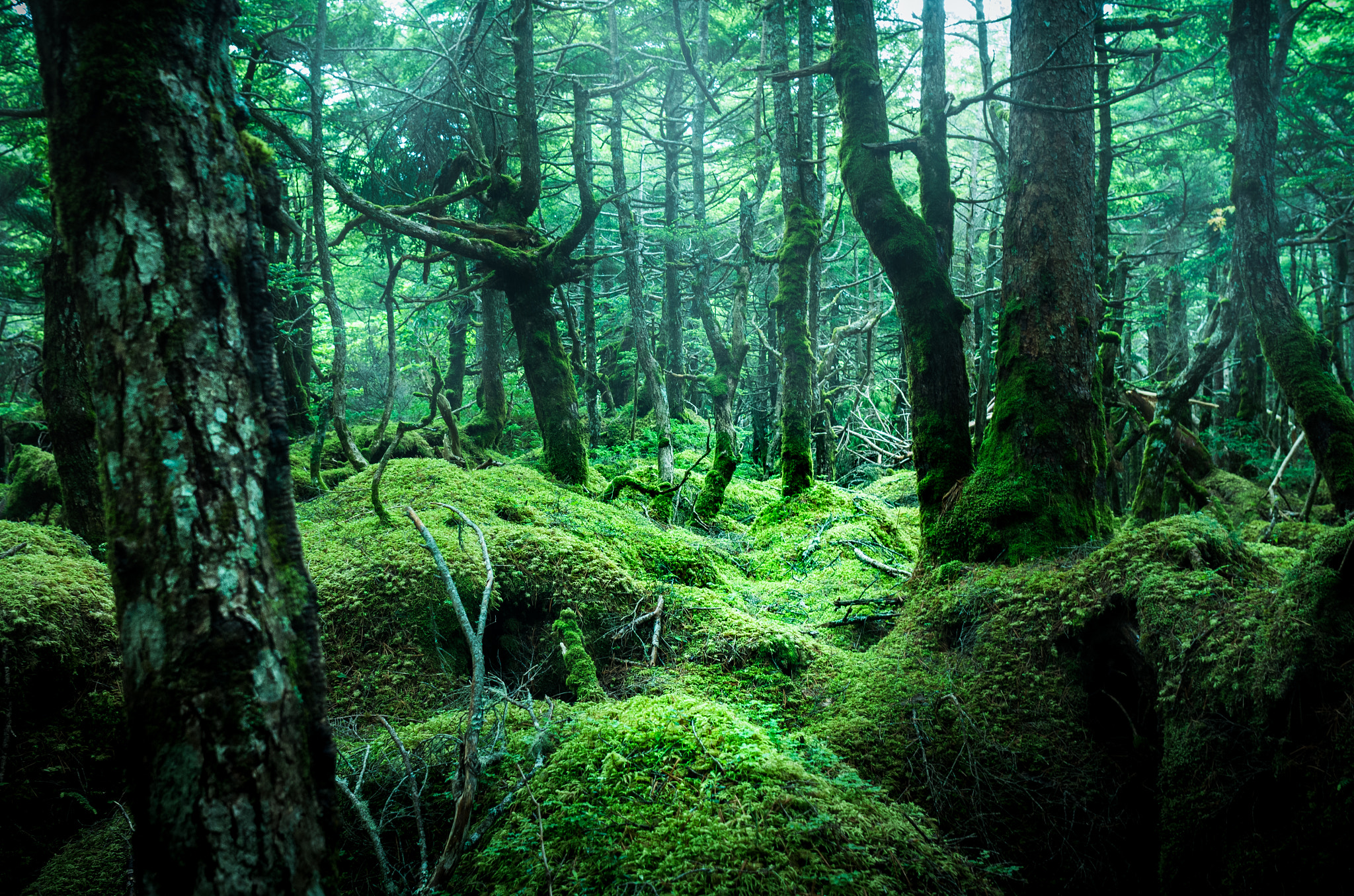 Pentax K-5 II + Pentax smc DA 21mm F3.2 AL Limited sample photo. Miss forest photography