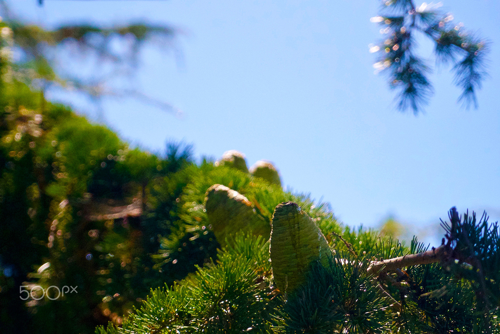 Sony Vario Tessar T* FE 24-70mm F4 ZA OSS sample photo. We want edelweiss photography