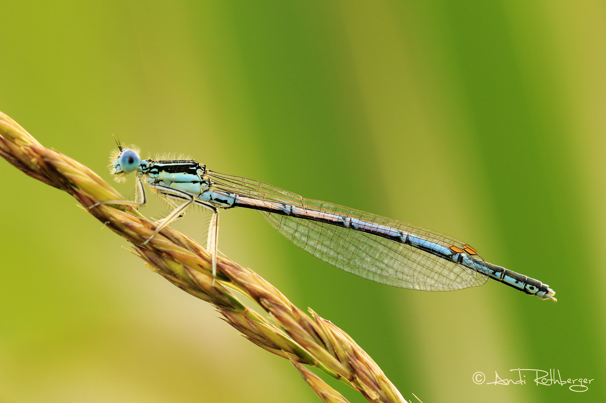 Canon EF 180mm F3.5L Macro USM sample photo. Libelle photography
