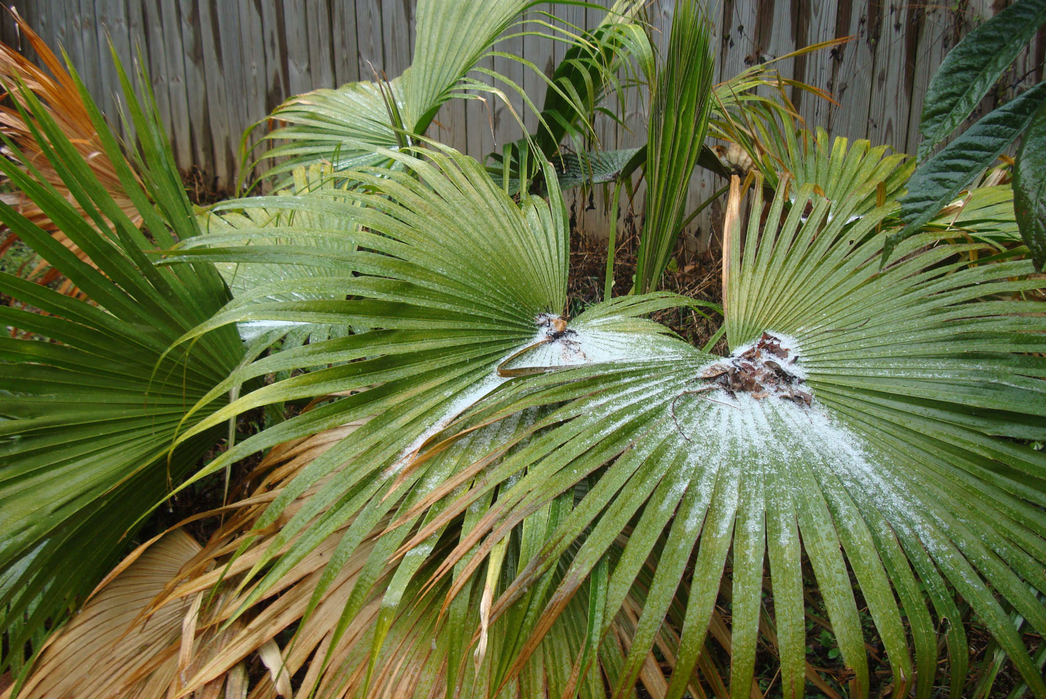 Sony DSC-W200 sample photo. Florida snow photography