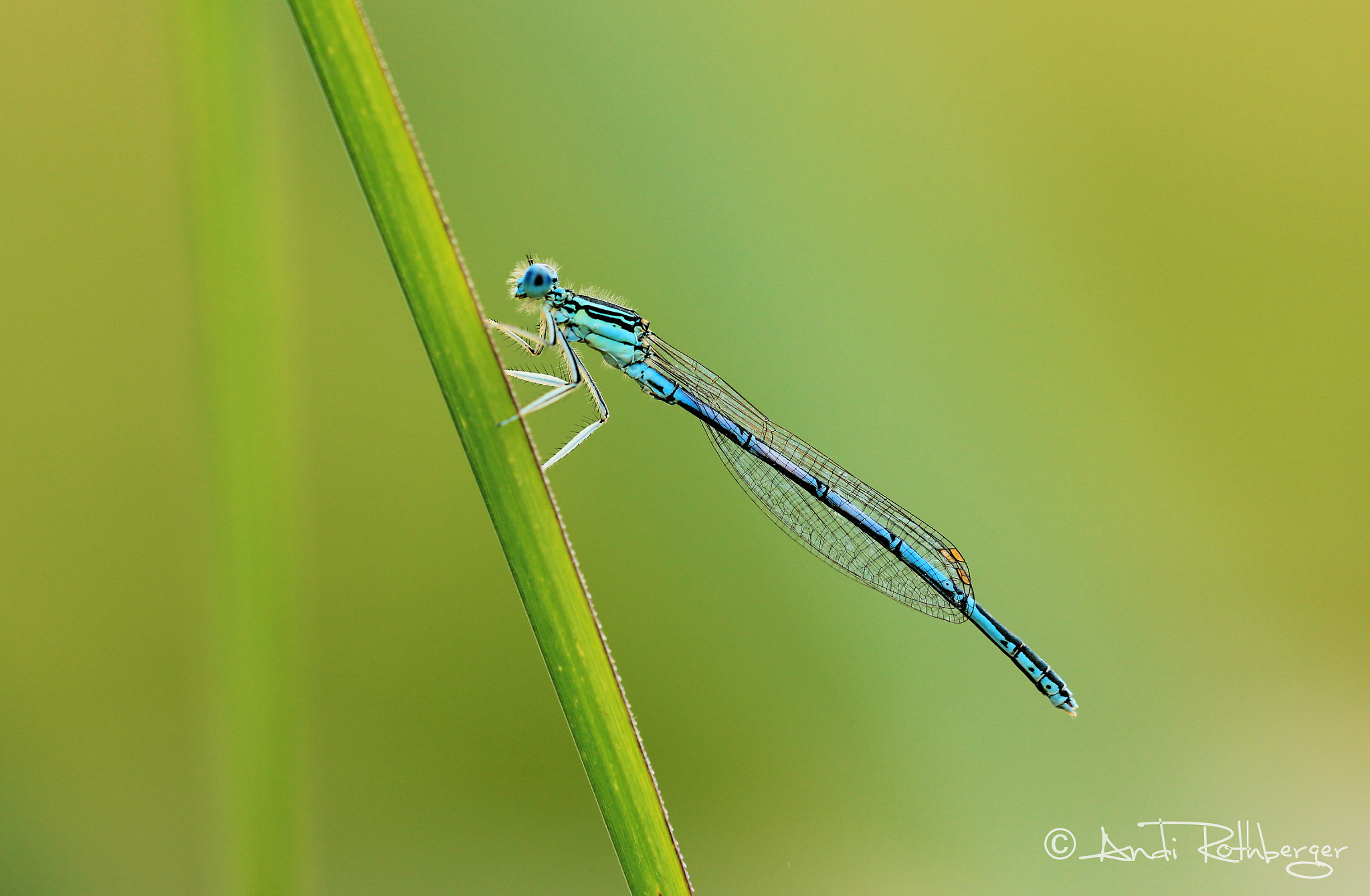 Canon EF 180mm F3.5L Macro USM sample photo. Kleinlibelle photography
