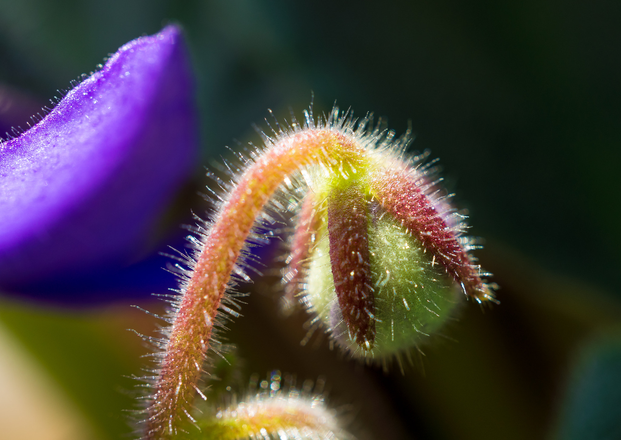 Sony Alpha NEX-5N + Sony E 30mm F3.5 Macro sample photo. Childhood of a violet photography