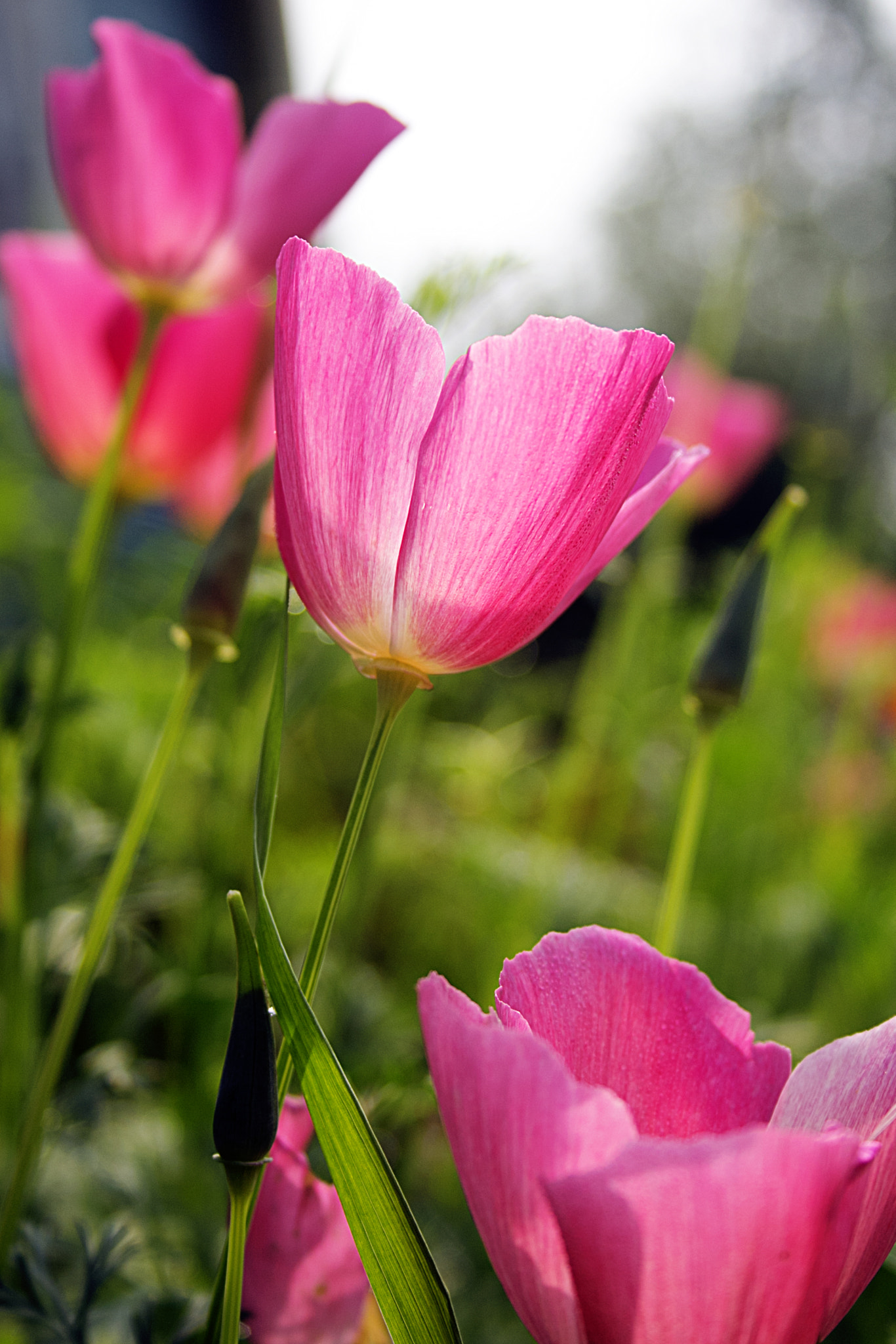 Canon EF-S 18-55mm f/3.5-5.6 USM sample photo. Soft photography