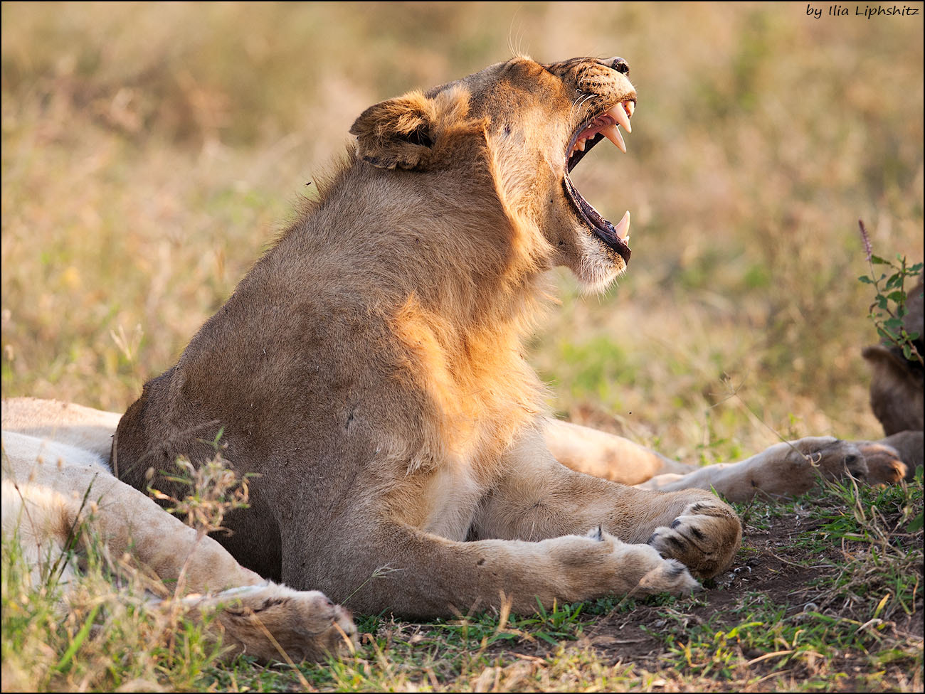 Canon EF 300mm F2.8L IS USM sample photo. Lions of serengeti №7 photography