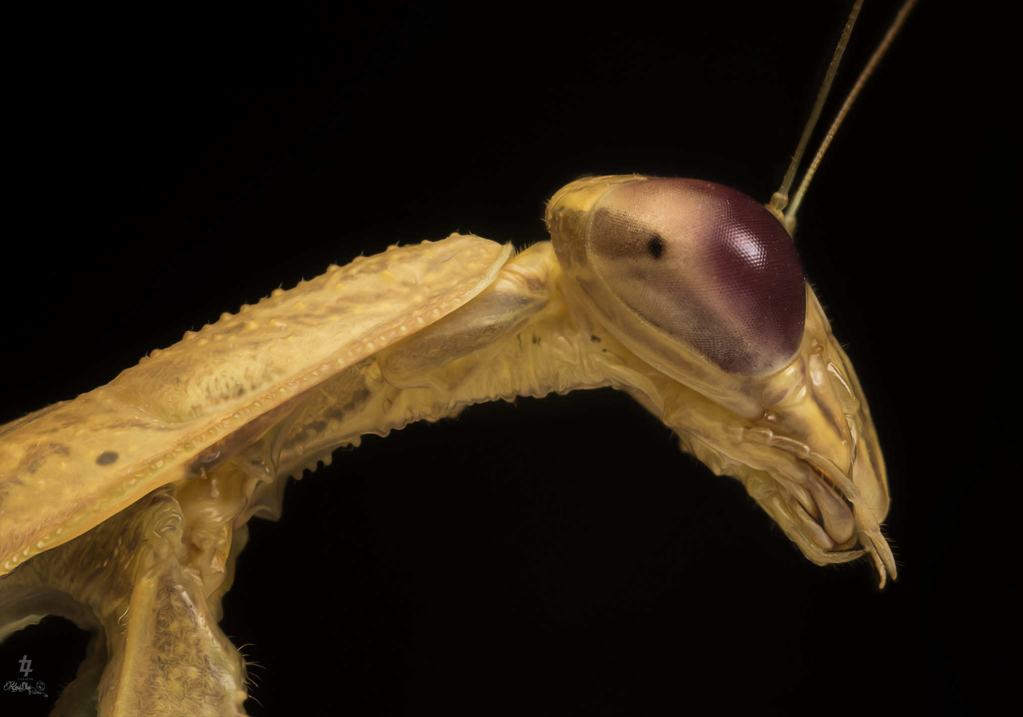 Canon MP-E 65mm F2.5 1-5x Macro Photo sample photo. Praying mantis photography