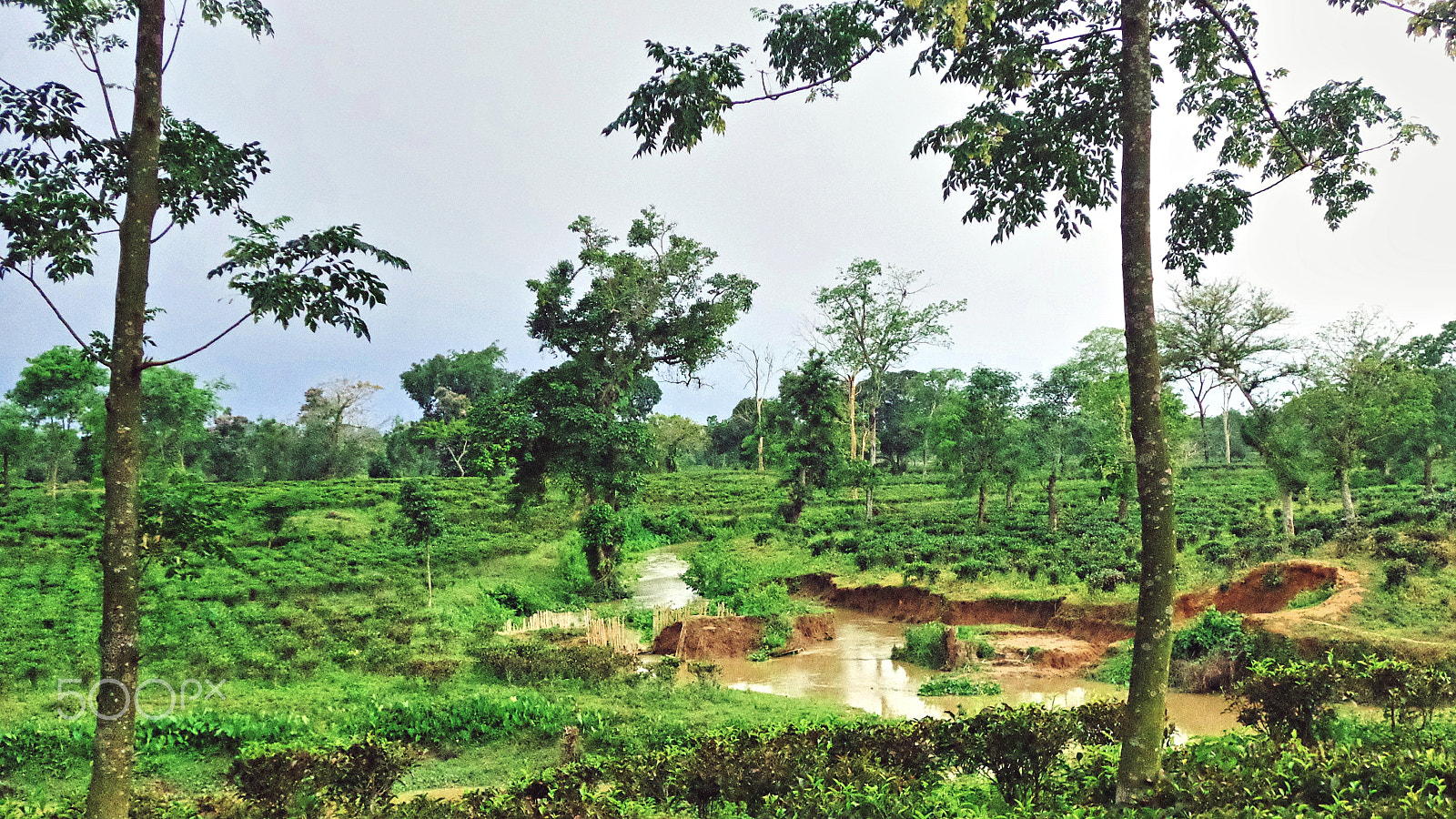 Sony DSC-W650 sample photo. Champarai tea estate photography