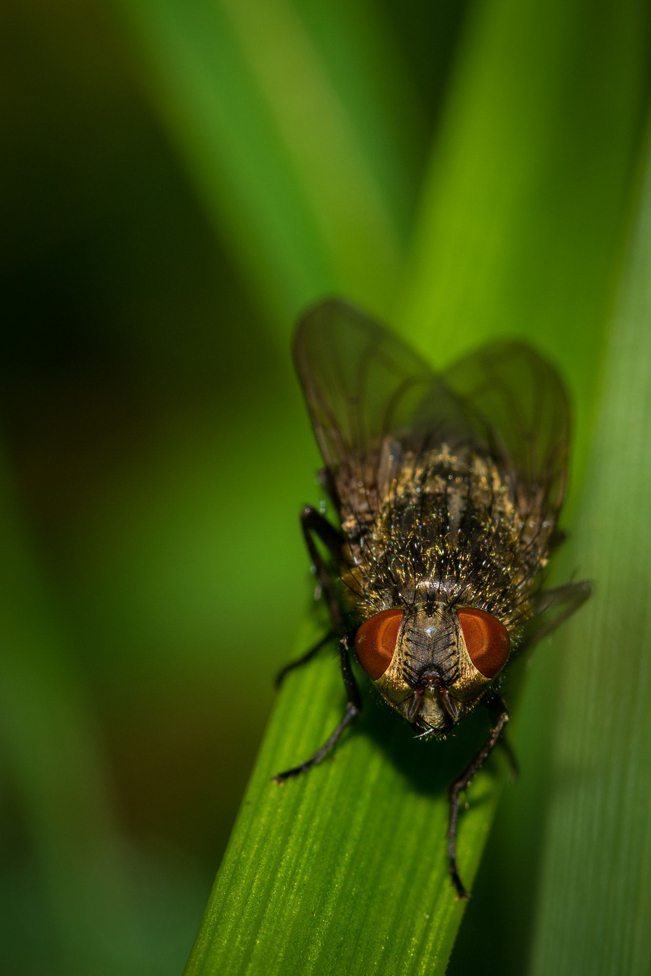 Nikon AF Micro-Nikkor 200mm F4D ED-IF sample photo. Ready ? photography