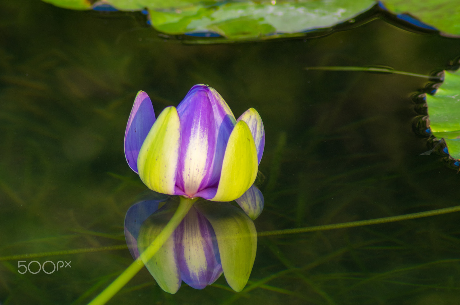 Tamron AF 70-300mm F4-5.6 Di LD Macro sample photo. Water lily bud photography