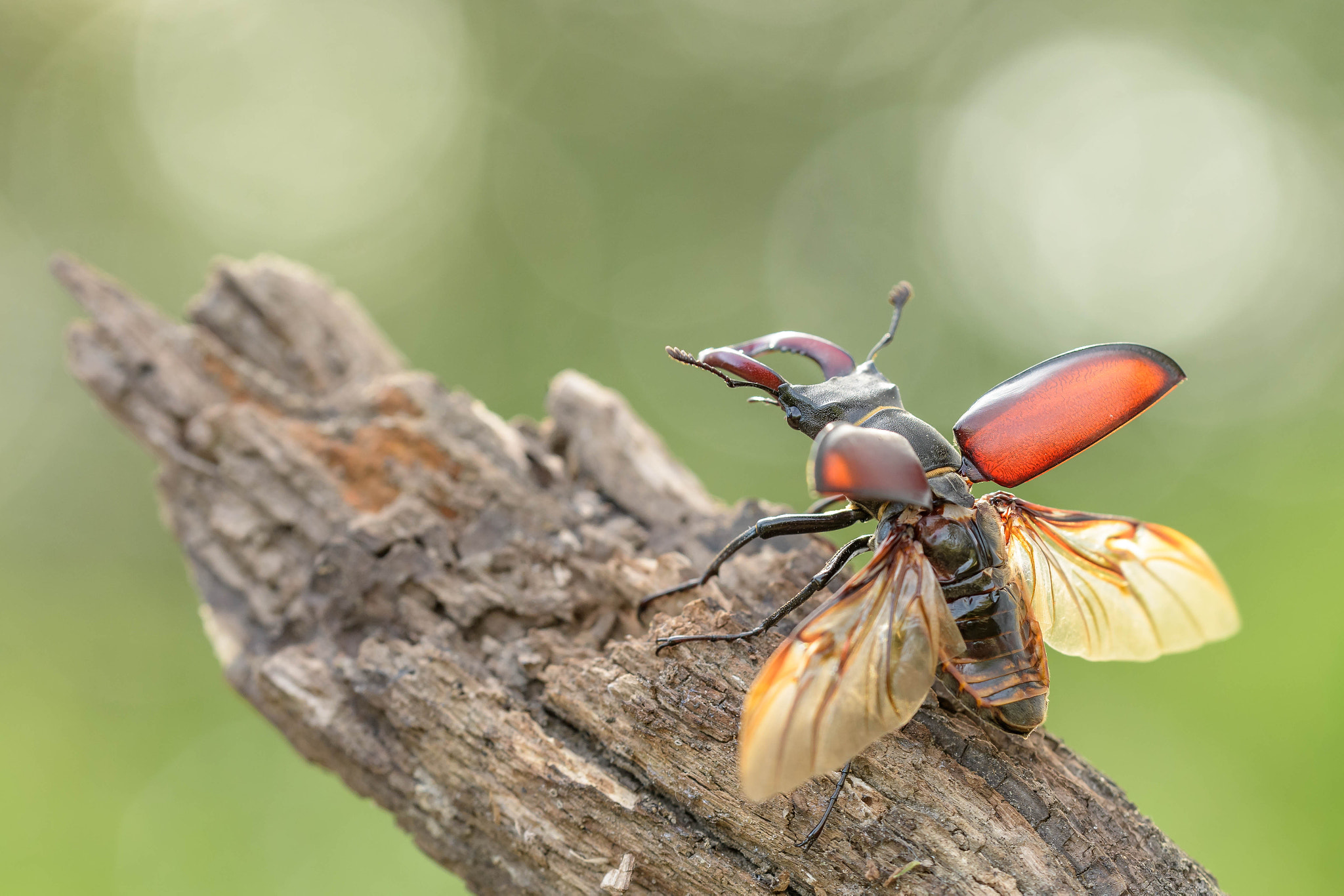 Sigma 150mm F2.8 EX DG OS Macro HSM sample photo. Lucanus cervus photography