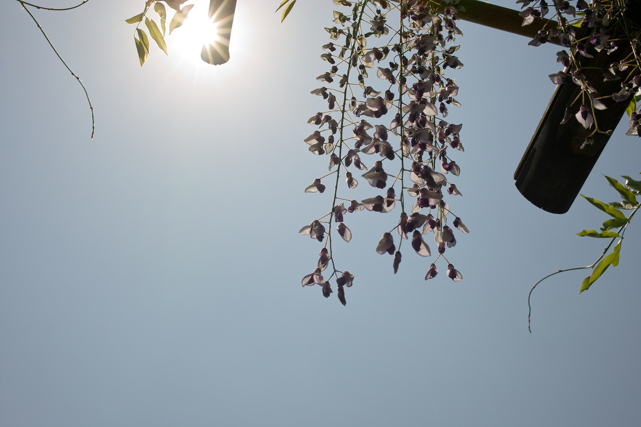 Sigma DP2x sample photo. Fine weather and wisteria trellis　晴天と藤棚 photography