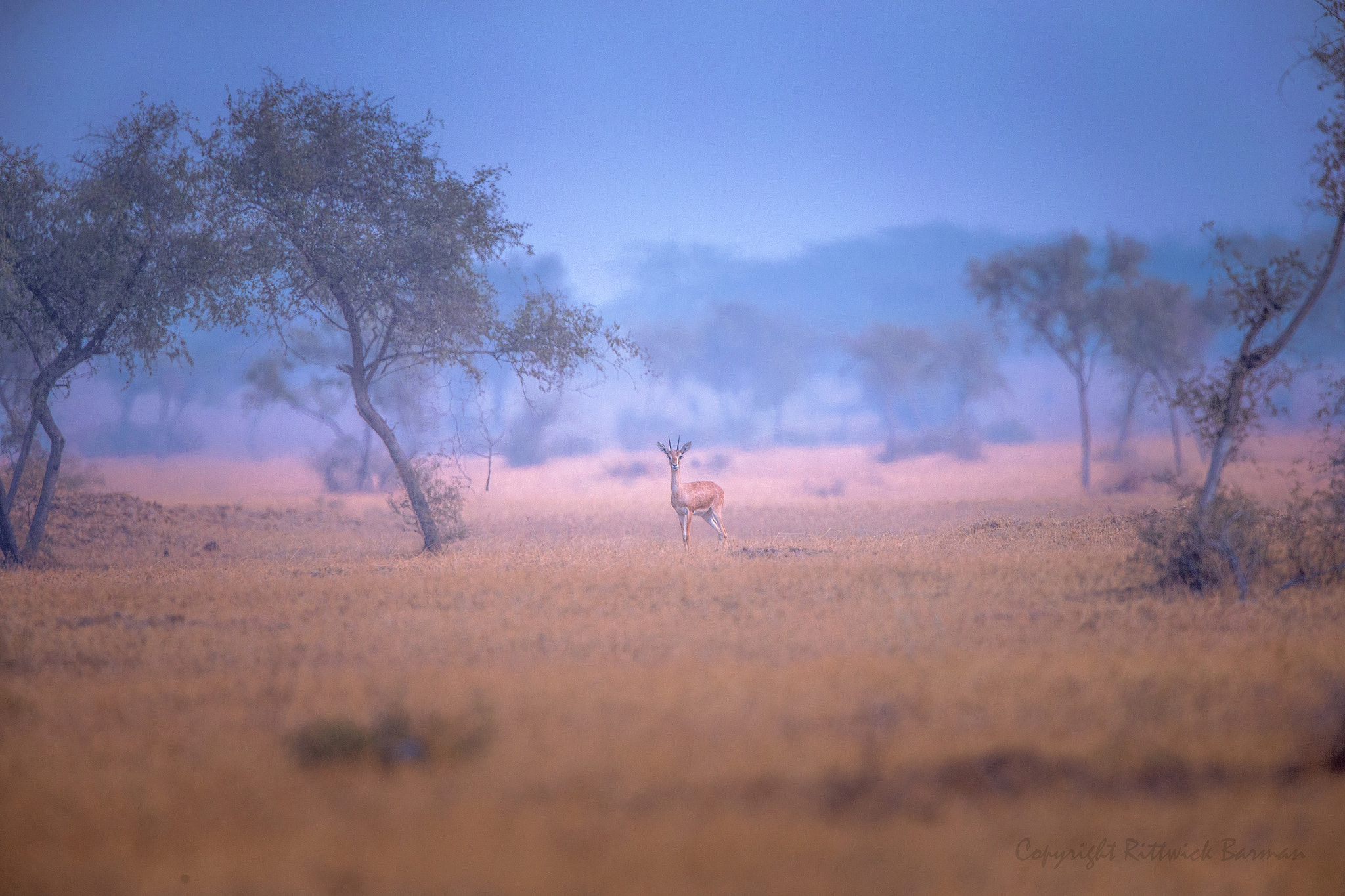 Canon EF 500mm F4L IS II USM sample photo. Chinkara photography
