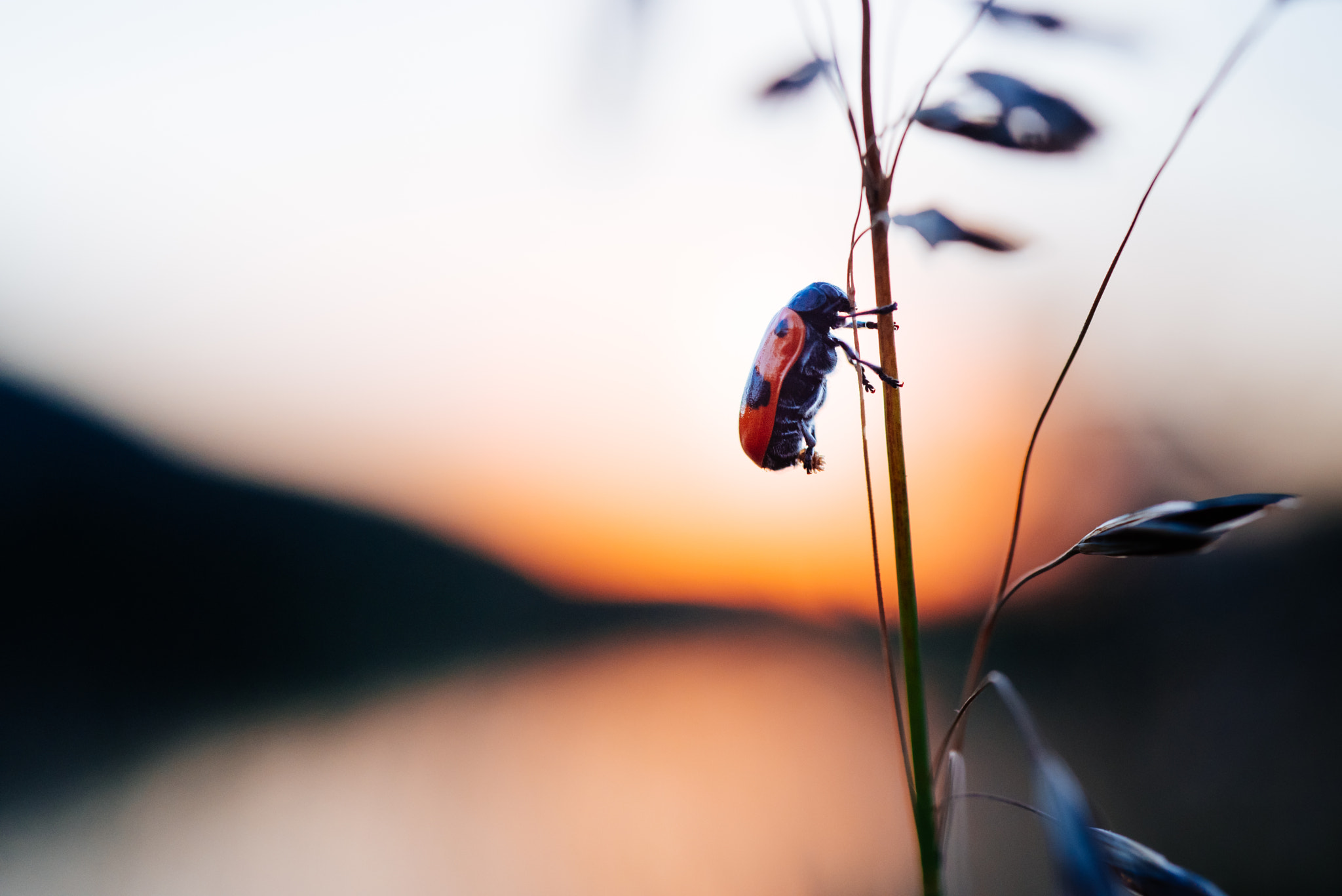Nikon D750 + AF Micro-Nikkor 60mm f/2.8 sample photo. Clytra laeviuscula / ameisensackkäfer photography
