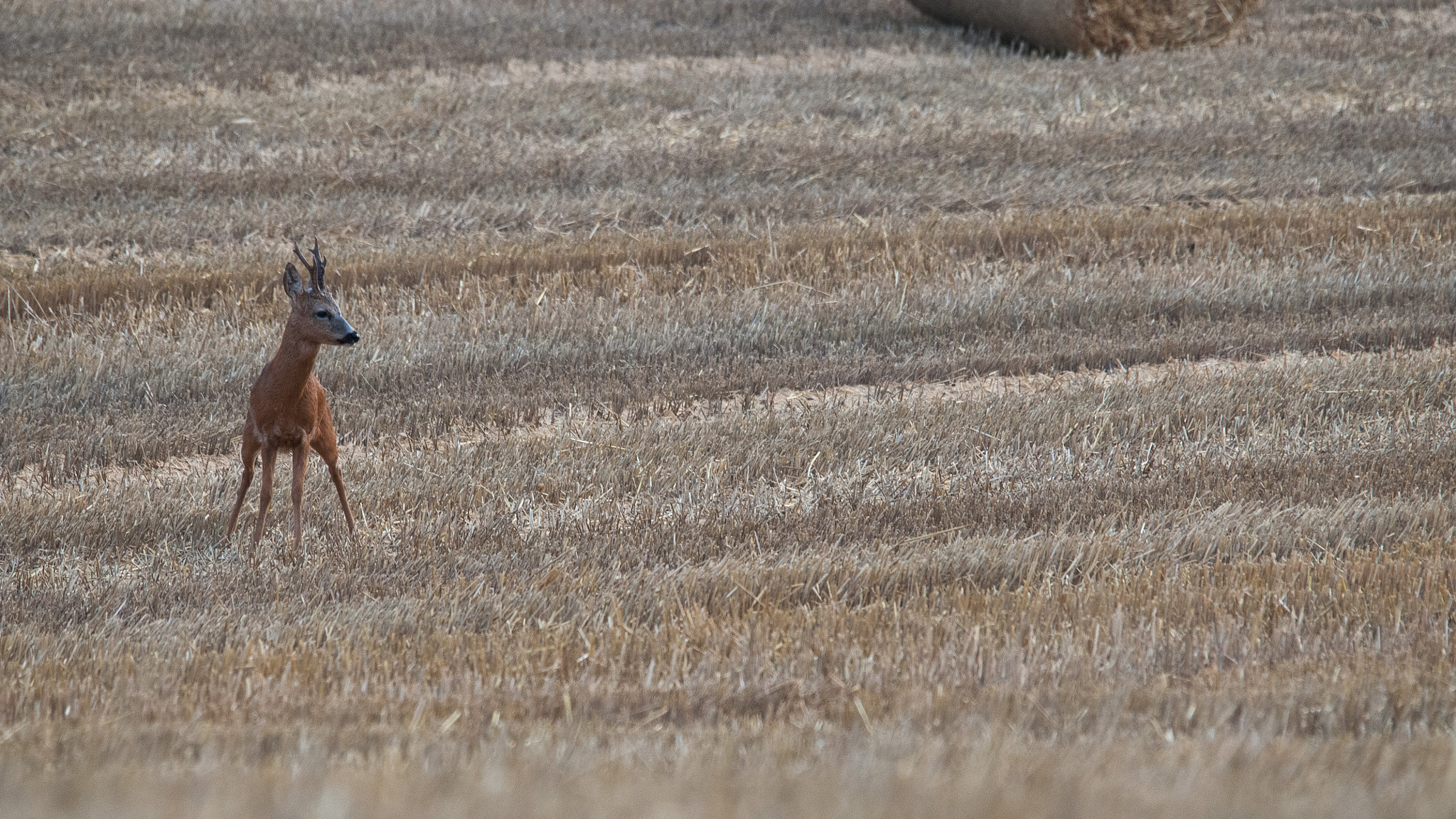 Sigma 120-400mm F4.5-5.6 DG OS HSM sample photo. Chevreuil photography
