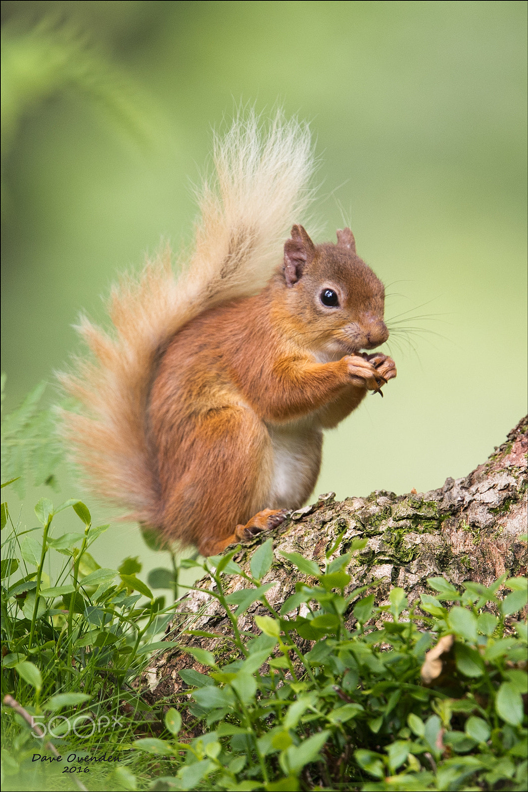 Canon EF 300mm F2.8L IS II USM sample photo. Red squirrel photography