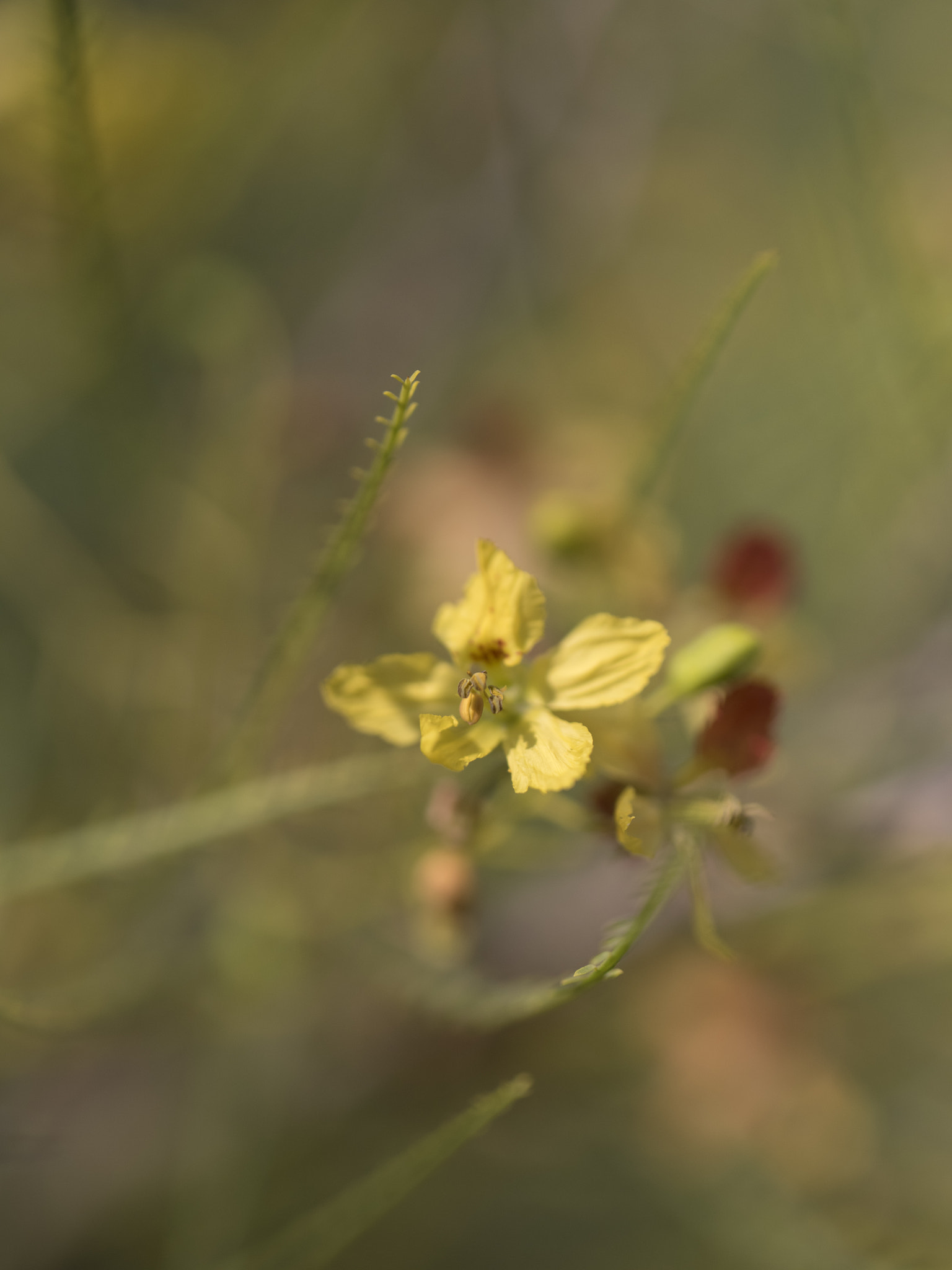 Pentax 645Z + HD Pentax D FA 645 Macro 90mm F2.8 ED AW SR sample photo. Fine art nature photography