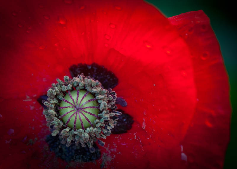 Sigma 105mm F2.8 EX DG Macro sample photo. Poppy photography