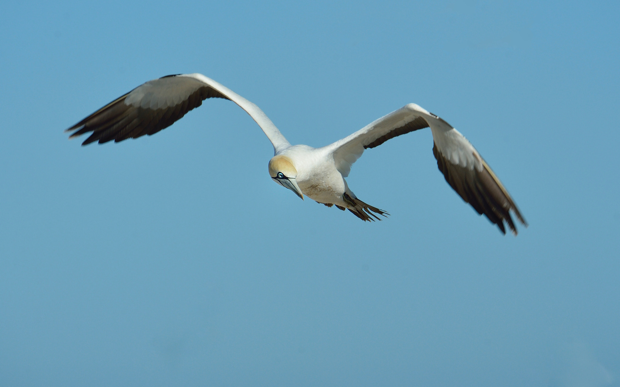 Nikon D4 sample photo. Cape gannet photography