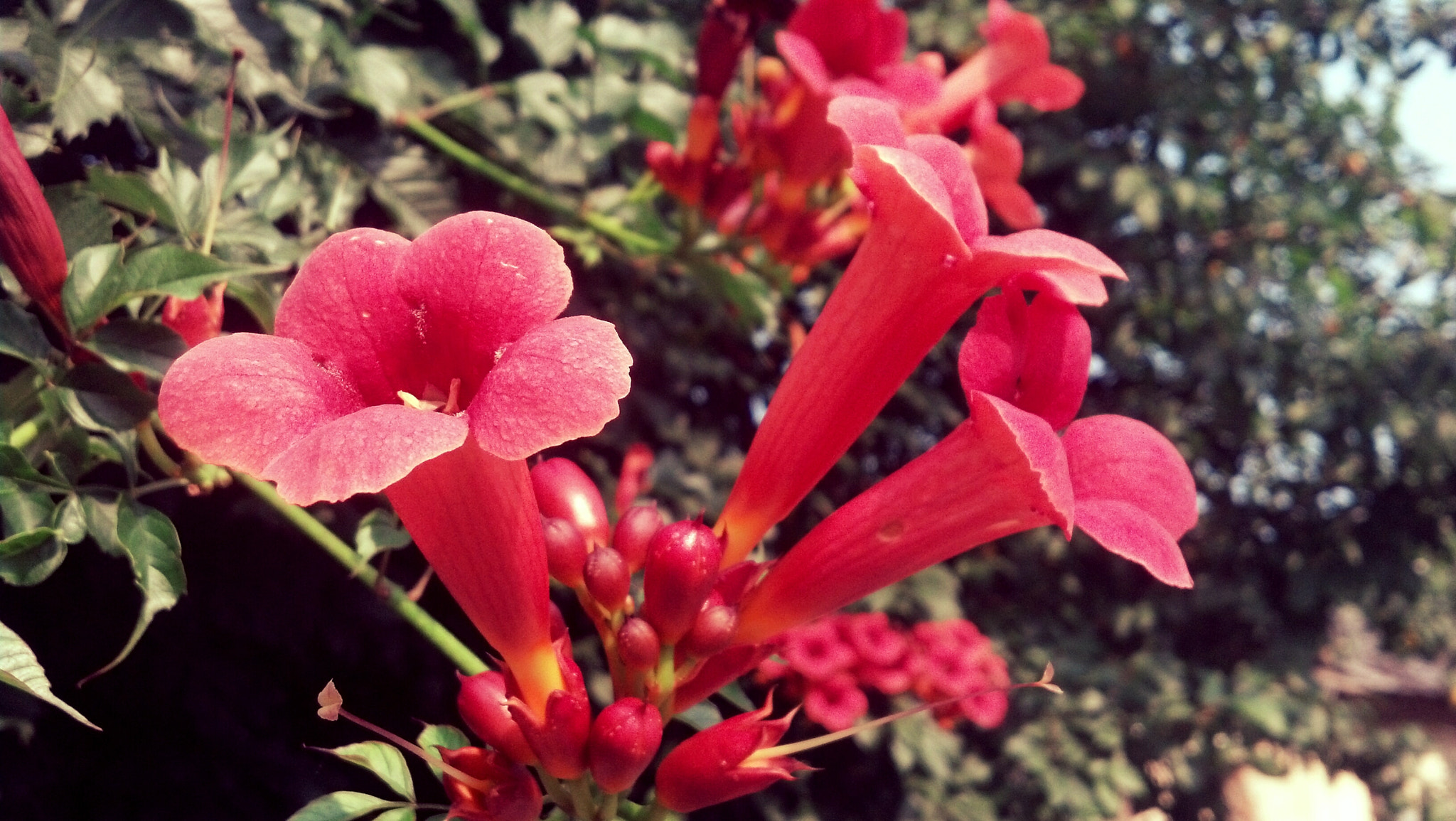 Motorola DROID RAZR sample photo. Flowers photography