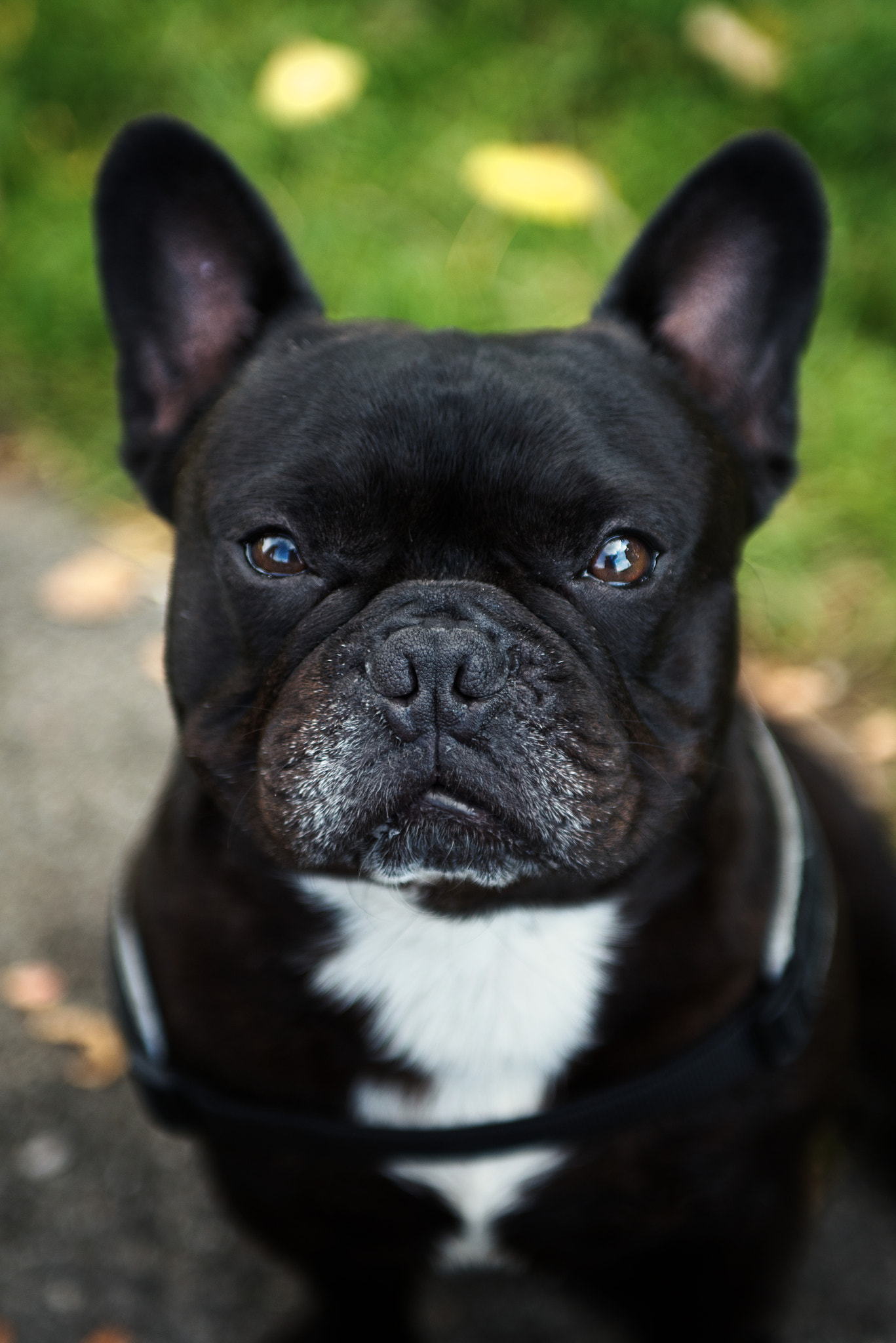 Sigma 24-70mm F2.8 EX DG Macro sample photo. Macho photography