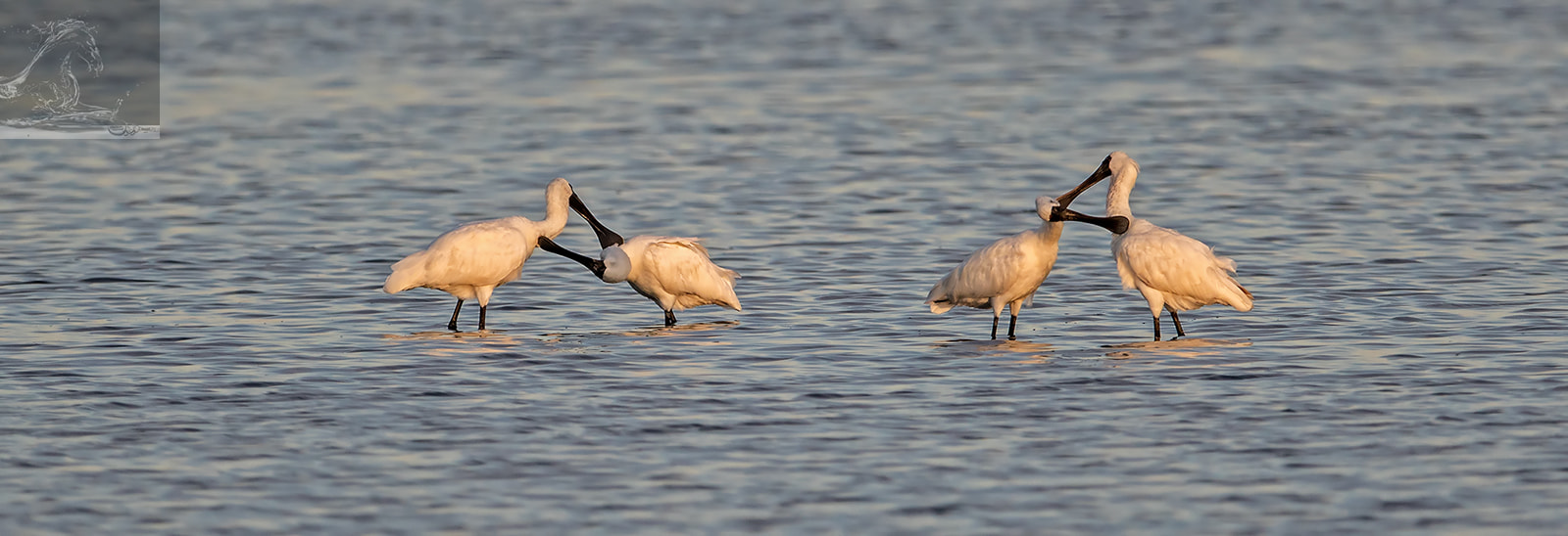 Canon EF 300mm F2.8L IS USM sample photo. Royal spoonbill 01 photography