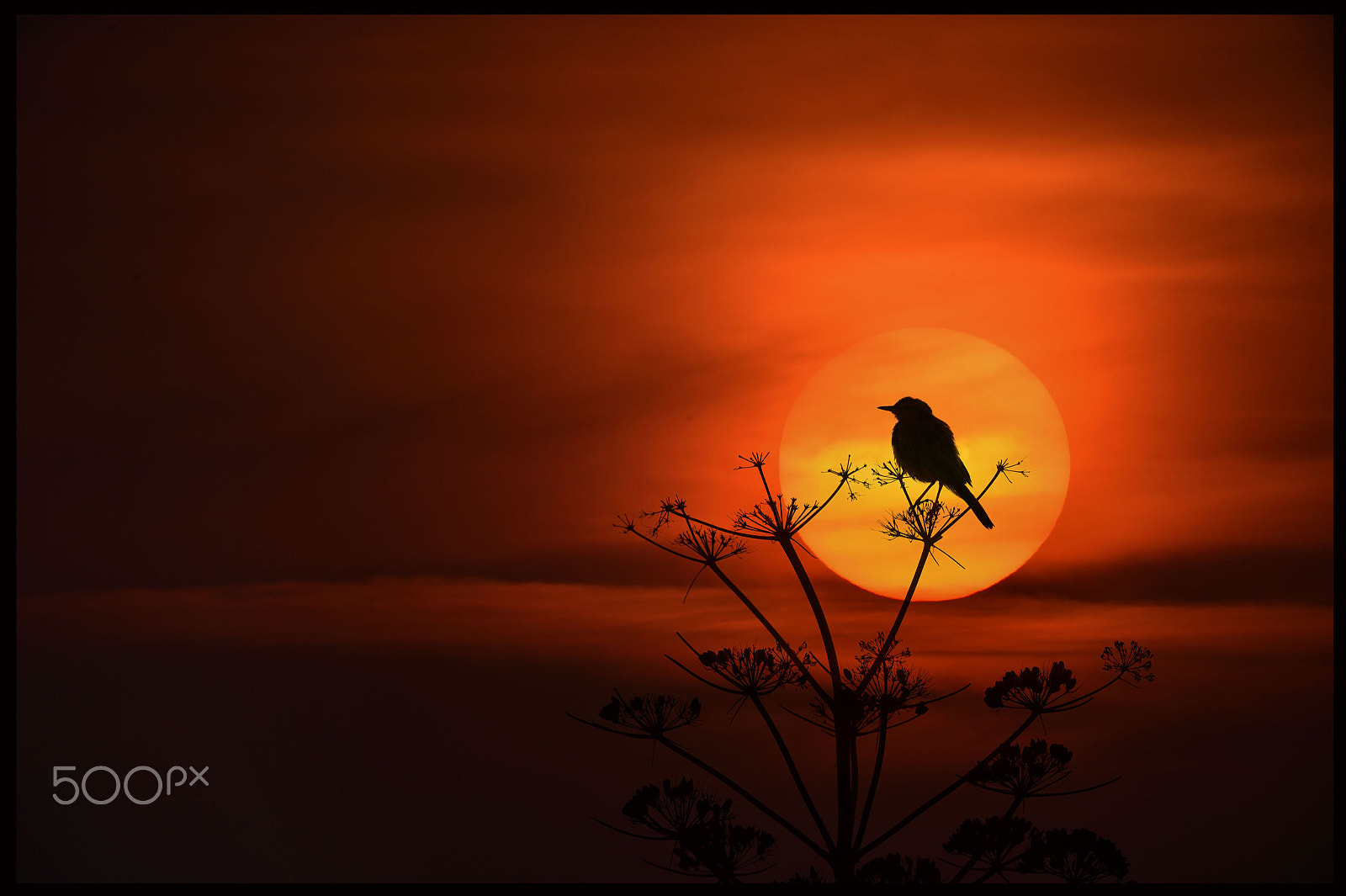 Nikon AF-S Nikkor 600mm F4E FL ED VR sample photo. Silhouette photography