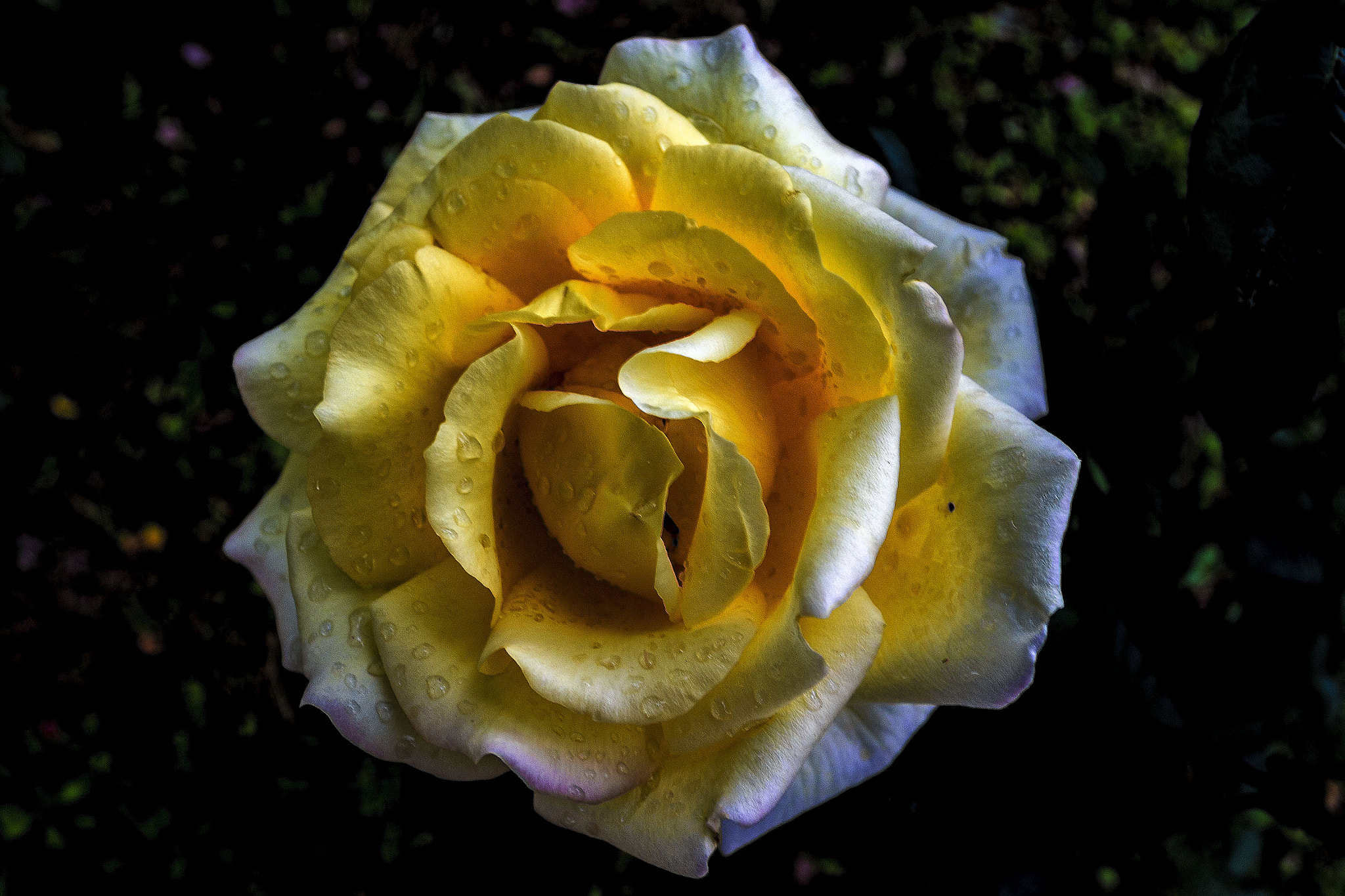 Canon EOS 700D (EOS Rebel T5i / EOS Kiss X7i) + Canon EF 17-40mm F4L USM sample photo. Rose photography