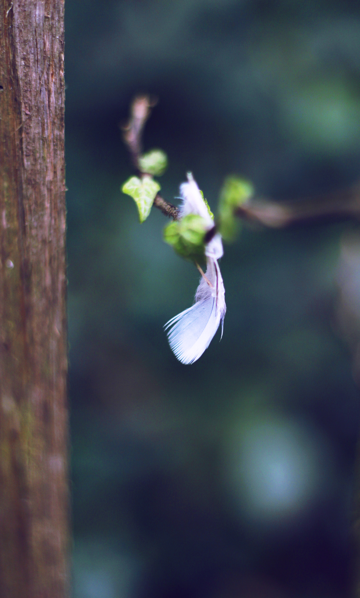 Canon EOS 650D (EOS Rebel T4i / EOS Kiss X6i) + Canon EF 50mm F1.8 II sample photo. Freedom, entangled photography